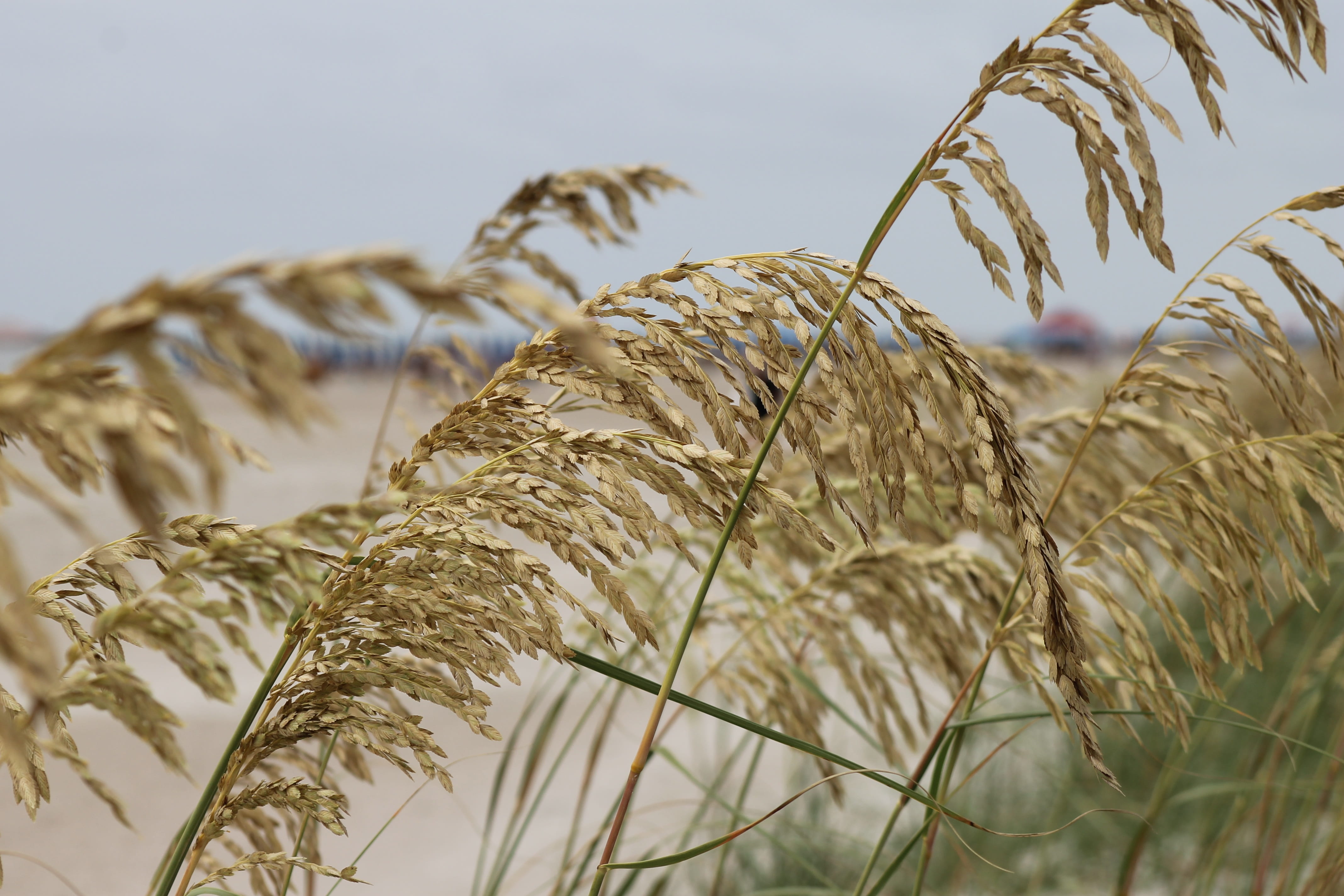 4K, grass, shore, selective focus, agriculture, sea grass, landscape, summer, wheat, ocean, focus on foreground, dietary fiber, beach, plant, sky, close-up, HD Wallpaper