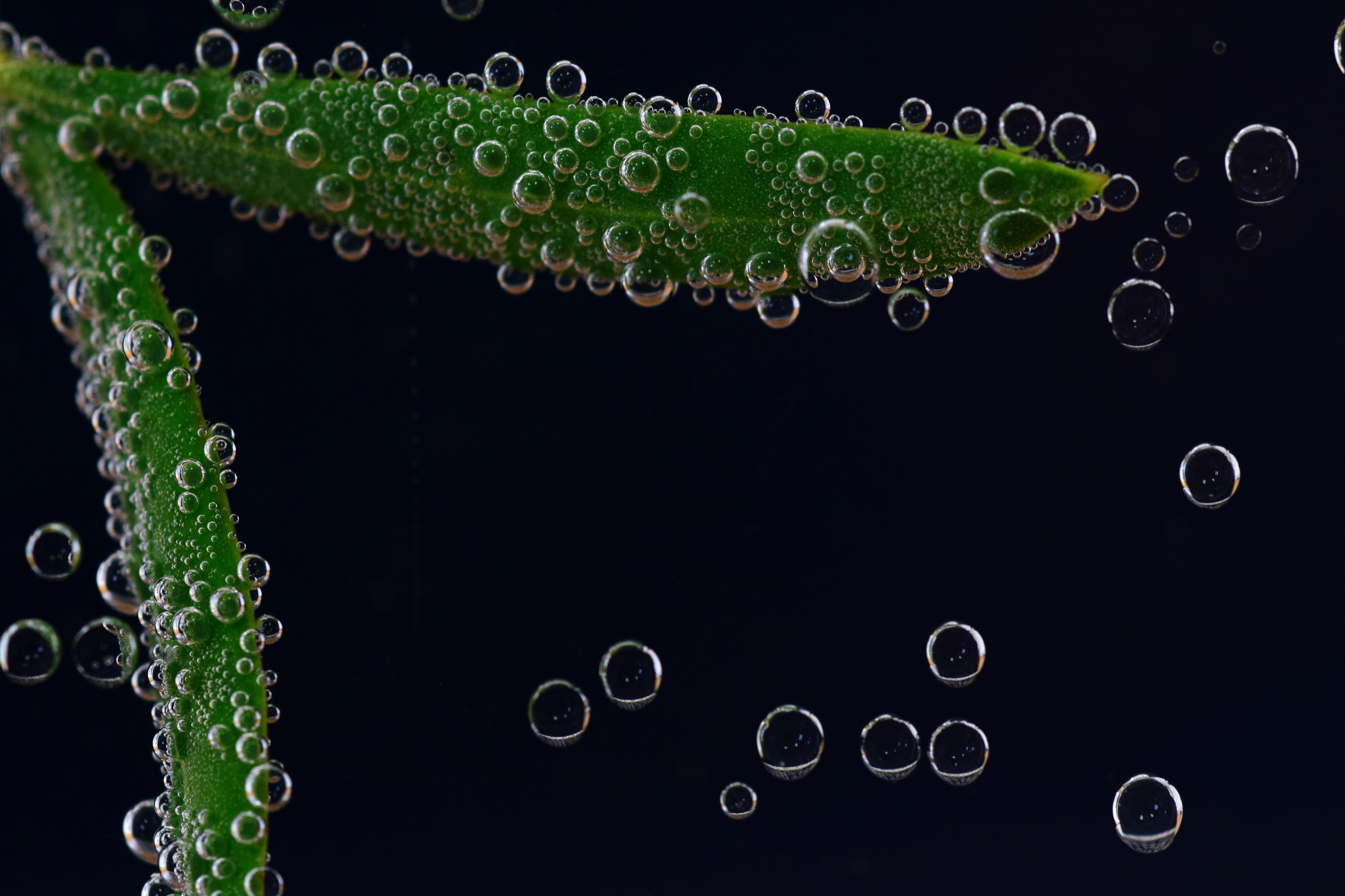 design, pattern, air bubbles, no people, abstract, olive leaf, backgrounds, purity, water bubbles, background, close, fragility, 5K, studio shot, frisch, HD Wallpaper