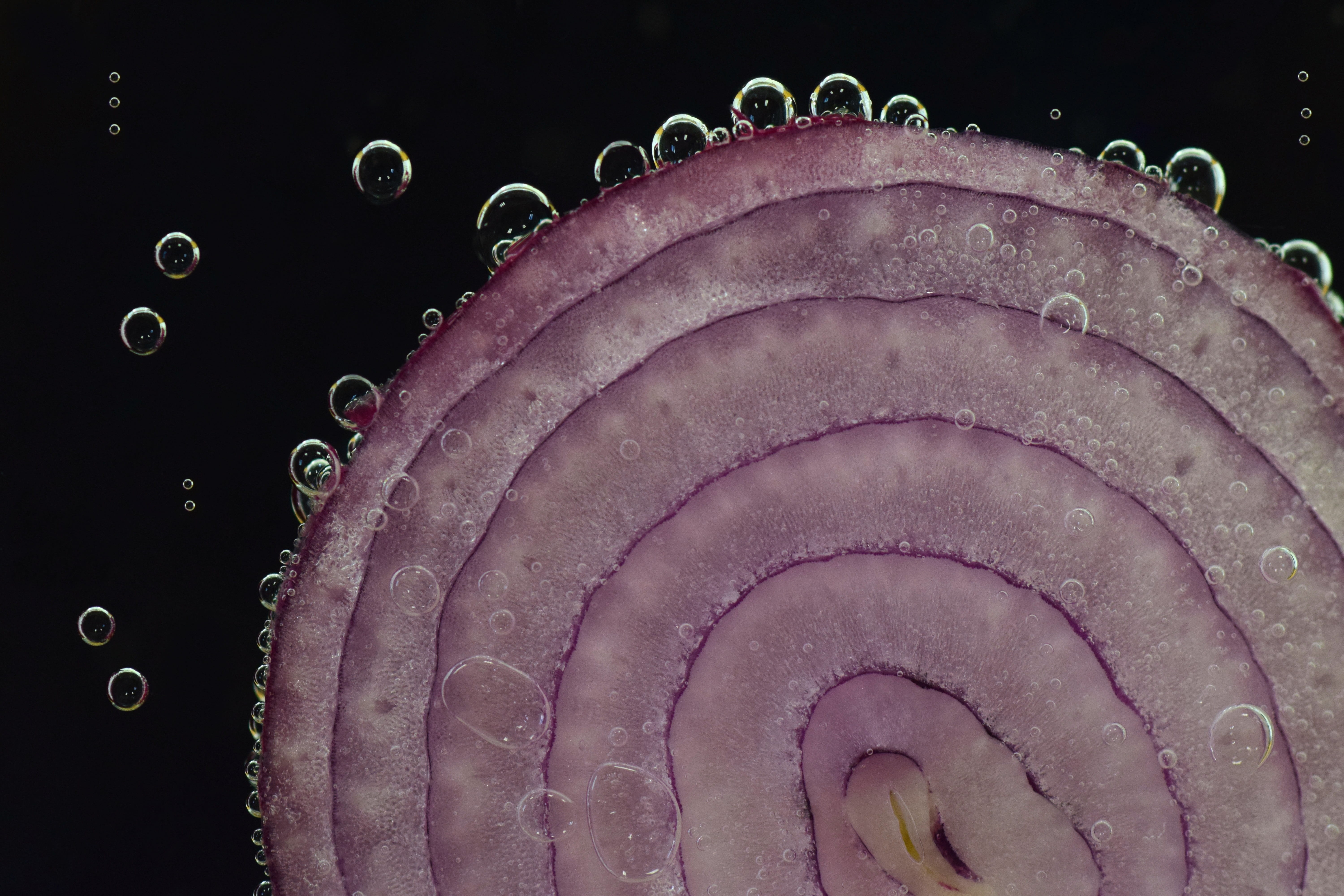close, onion rings, allium cepa, animal, vegetarian, close-up, nature, red onion, studio shot, antibacterial, vitamins, 5K, water bubbles, food, pattern, HD Wallpaper