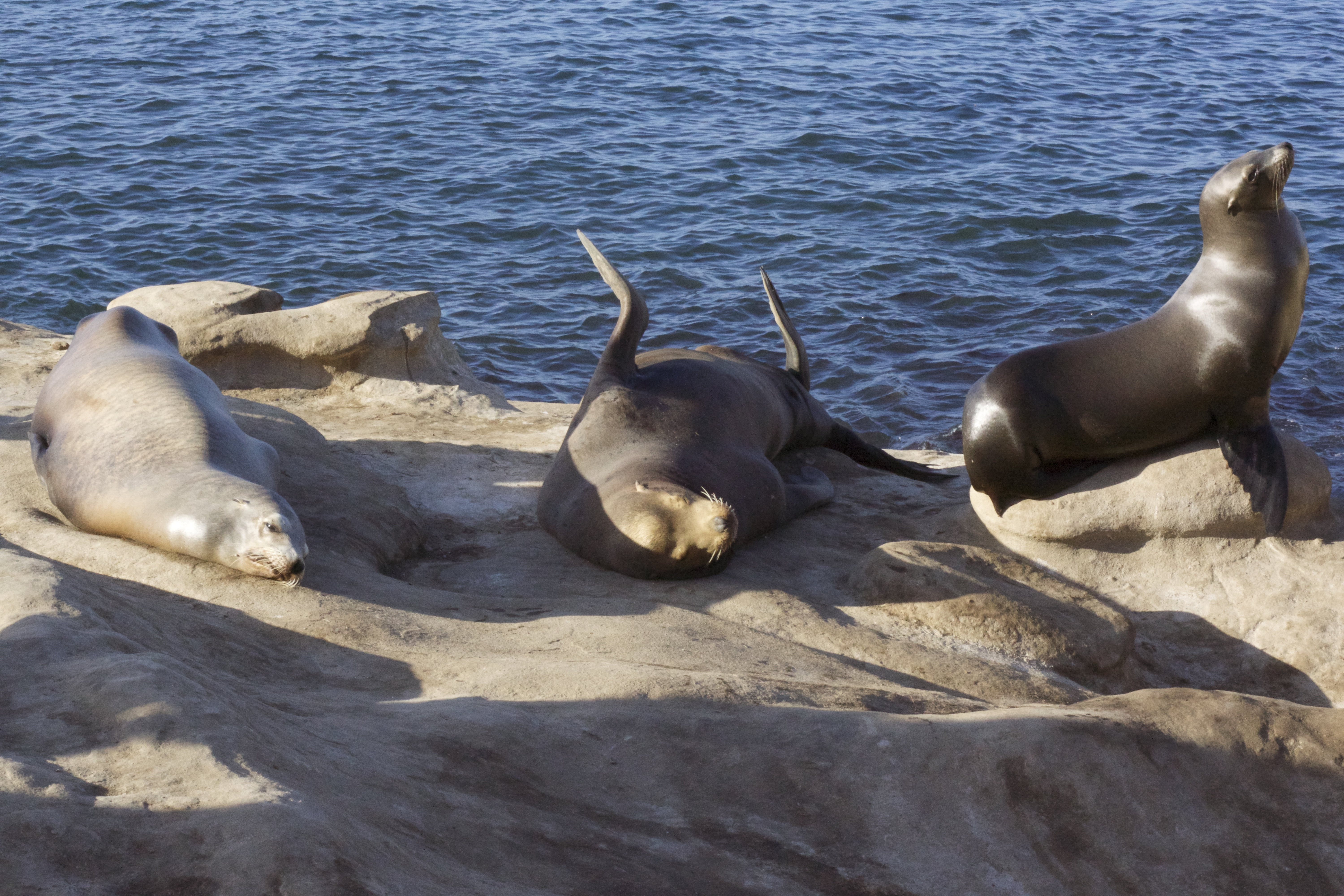seal - Animal, coast, sea Lion, underwater, two animals, ocean, pacific, fat, nature, mammal, whisker, fur Seal, rocks, beach, water, lion, animal themes, HD Wallpaper