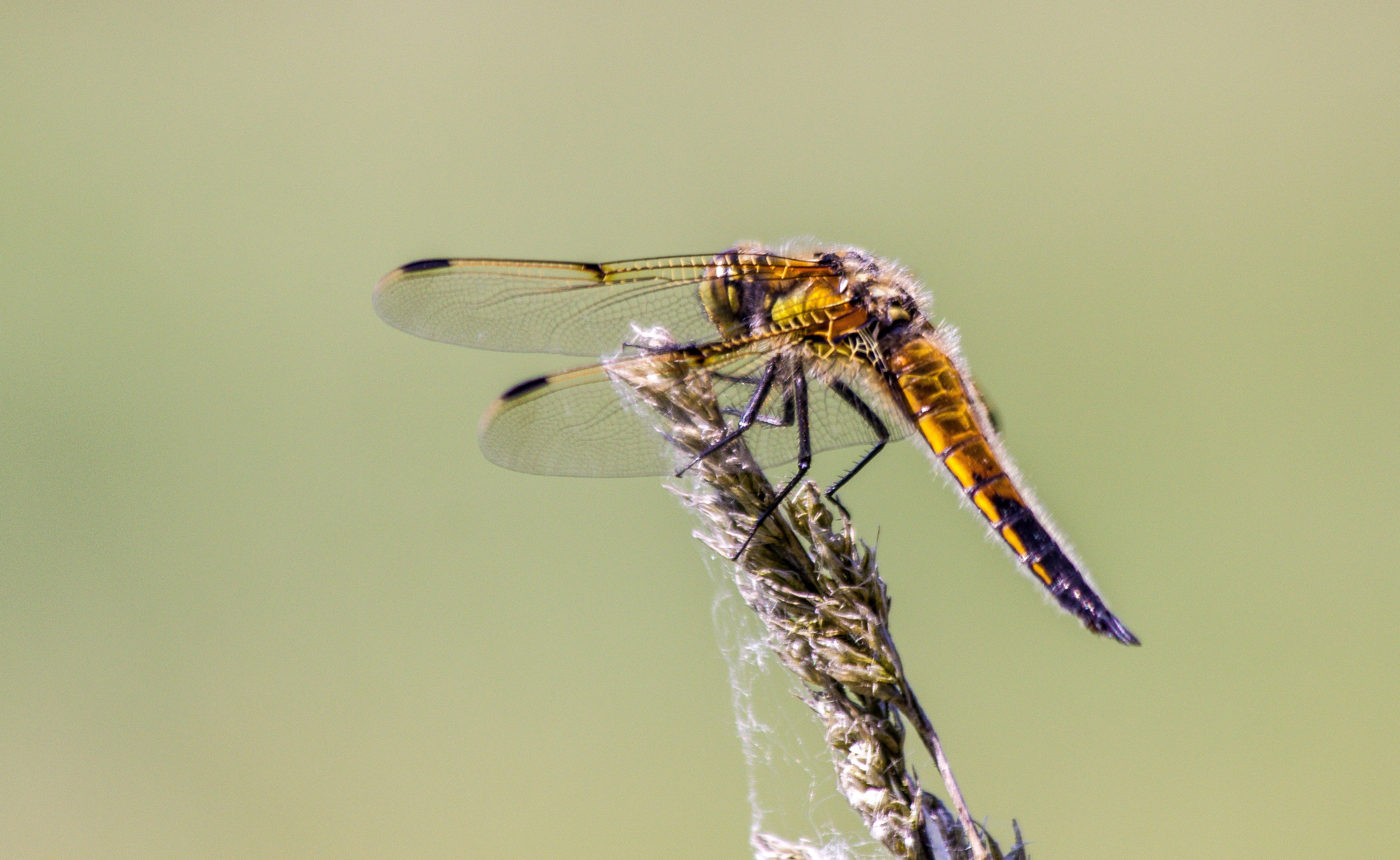 firplettet libel, Insect, one animal, 4K, Genuine, summer, animal wildlife, abbey field, no people, libellula quadrimaculata, Goldsmith, animal, dragonfly, HD Wallpaper