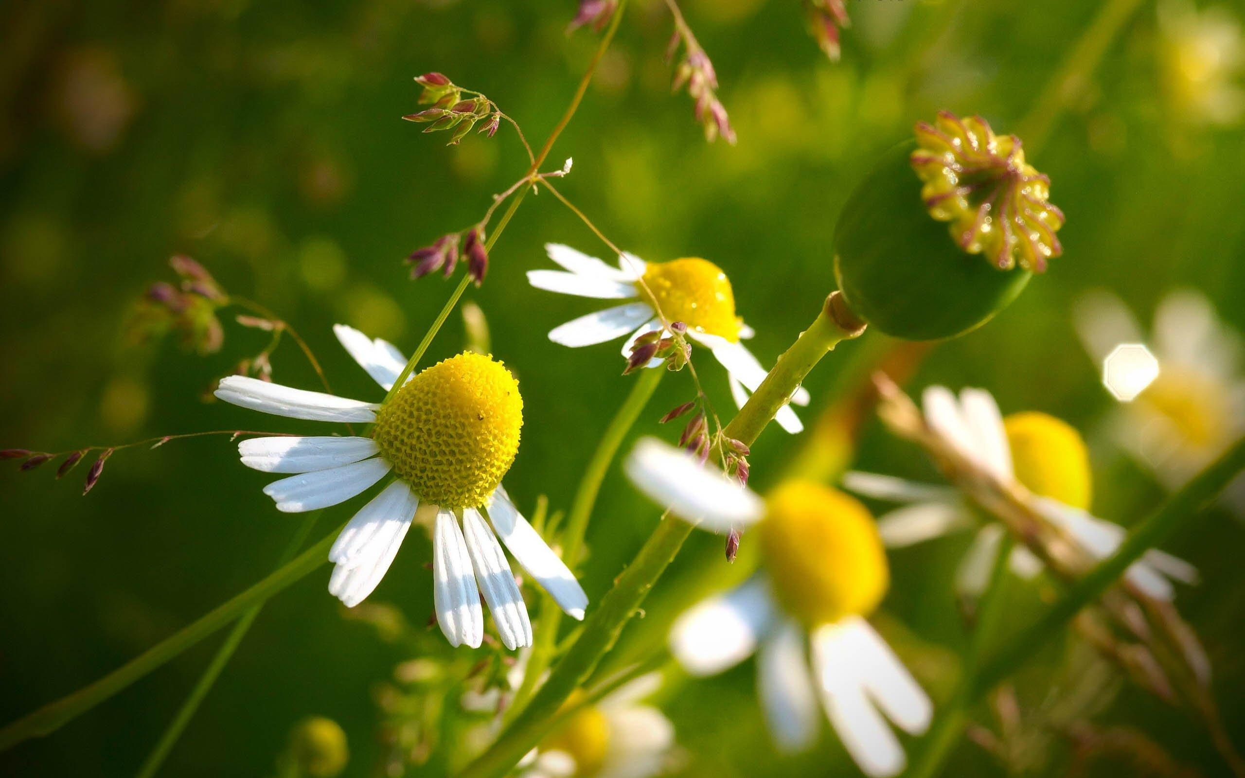 yellow, nature, flowers, flower, nature and landscapes, 2K, aster, bouqet, white, pretty, HD Wallpaper