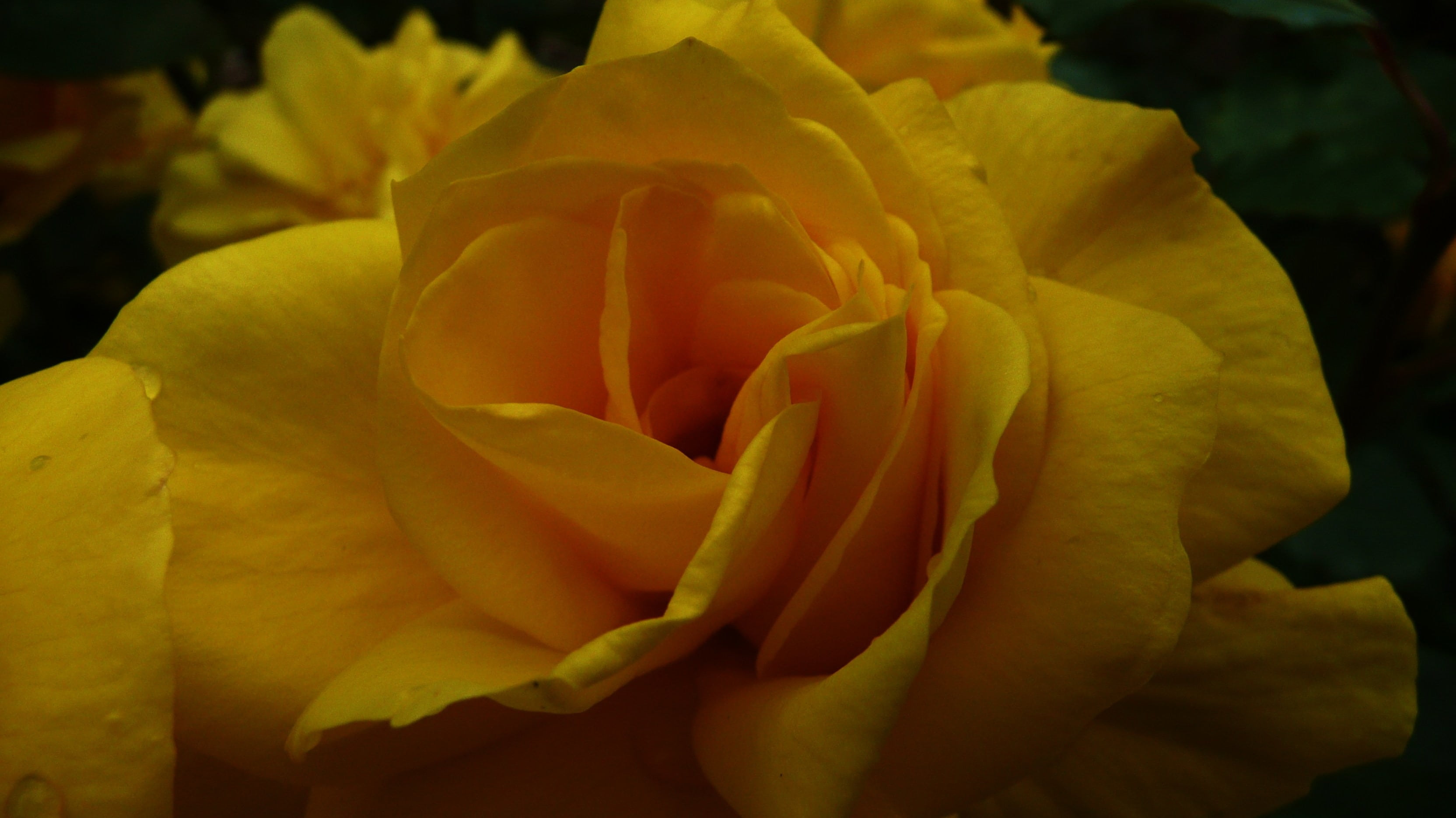 passion, bridal, flora, macro, nature, plant, love, roses, close-up, bouquet, beauty in nature, vulnerability, floral, blossom, softness, valentines day - holiday, HD Wallpaper