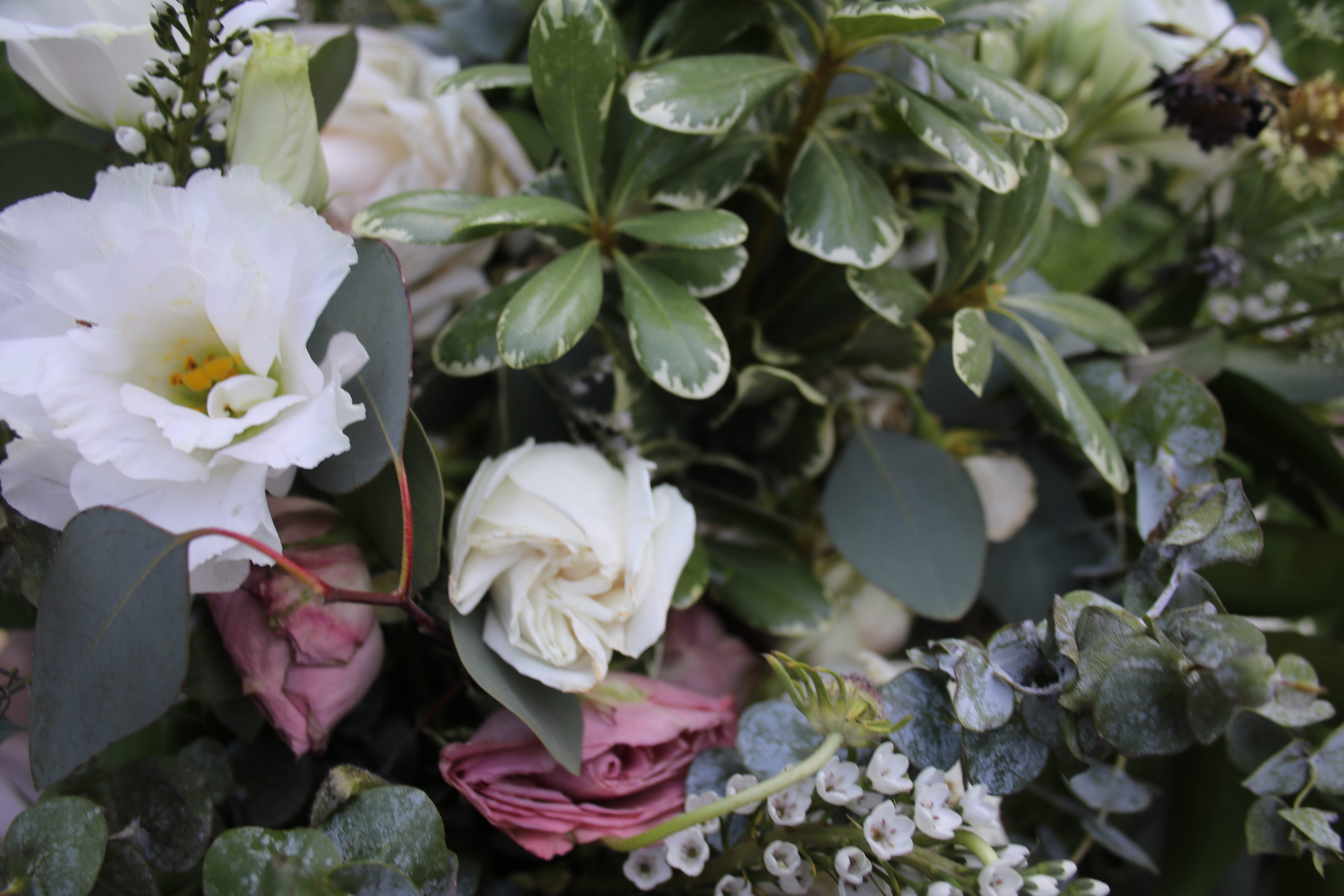 close-up, nature, flower, rose - flower, flower arrangement, flower head, flowering plant, white color, plant part, 5K, vulnerability, inflorescence, rose, HD Wallpaper