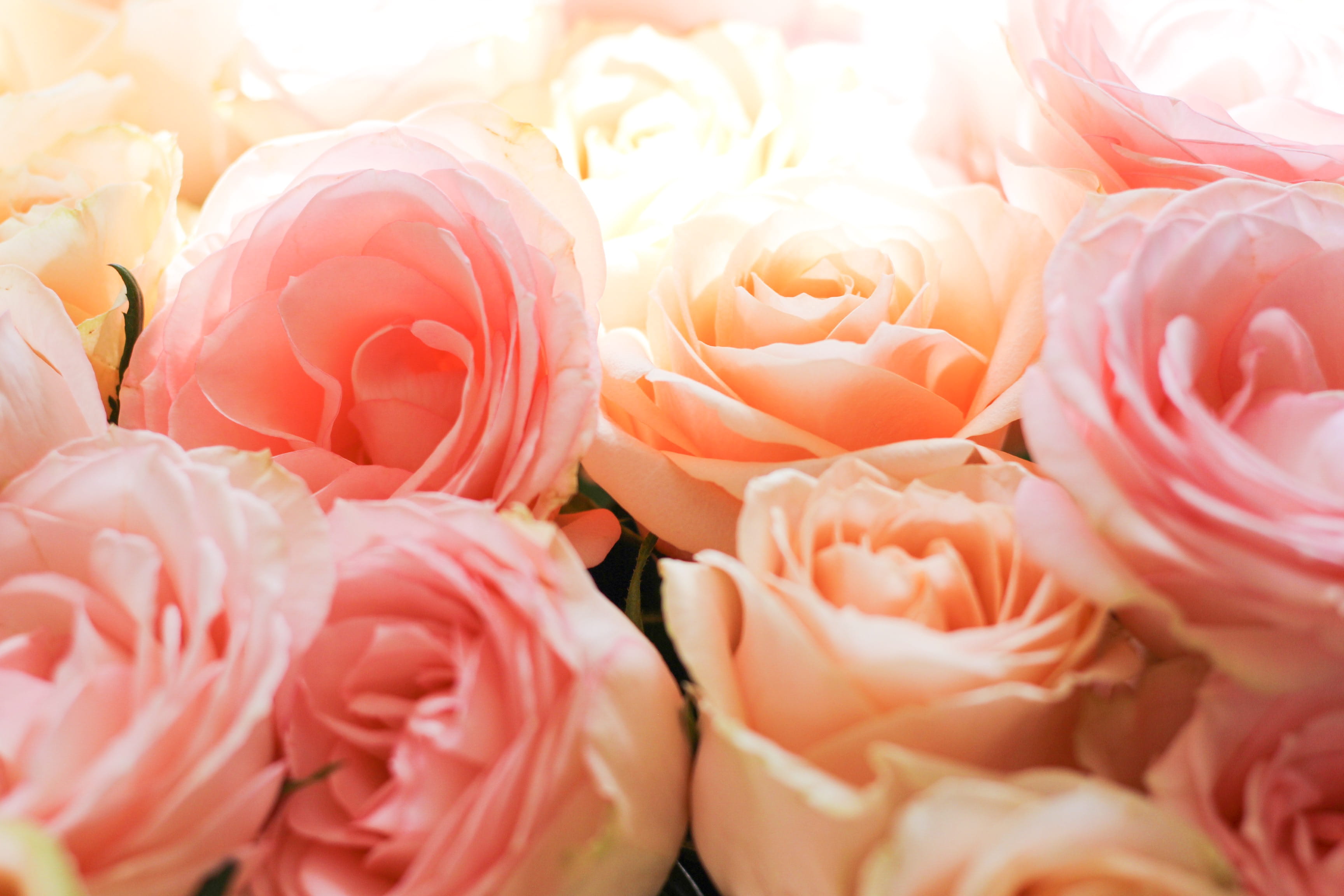 close-up, rose, flower head, light, plants, pink, rose - flower, roses, cream, orange, selective focus, plant, no people, full frame, beauty in nature, HD Wallpaper
