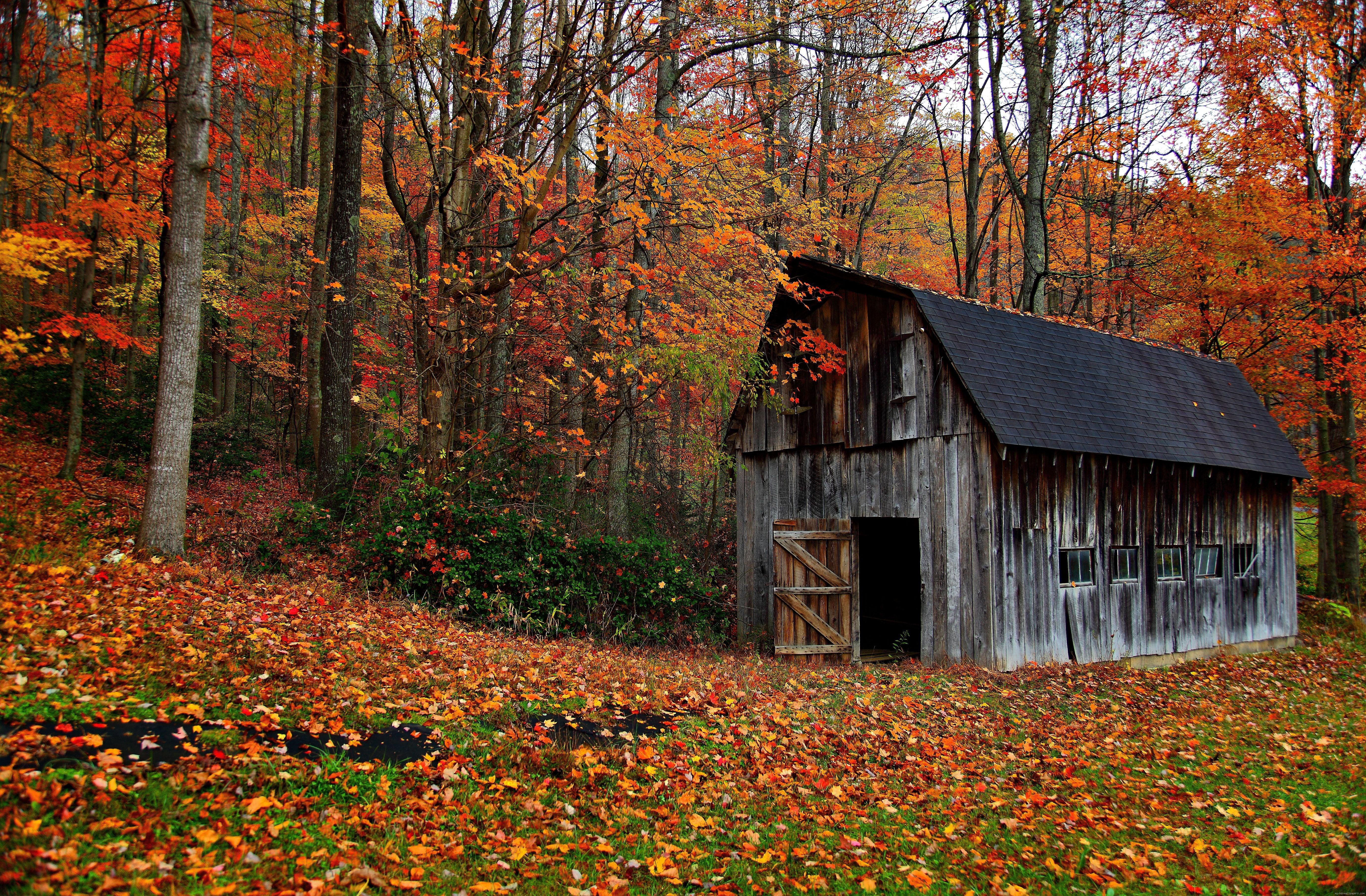 gray, wood, fall, cabin, house, 5K, nature, near, maple, autumn, trees, HD Wallpaper