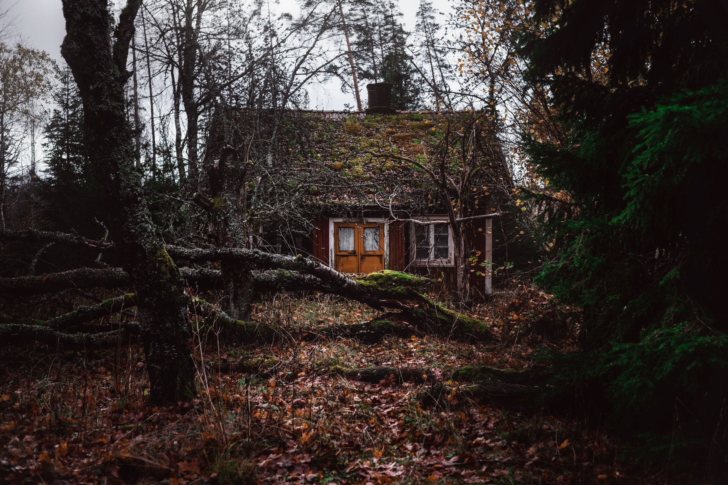 trees, forest, 1080P, old building, HD Wallpaper