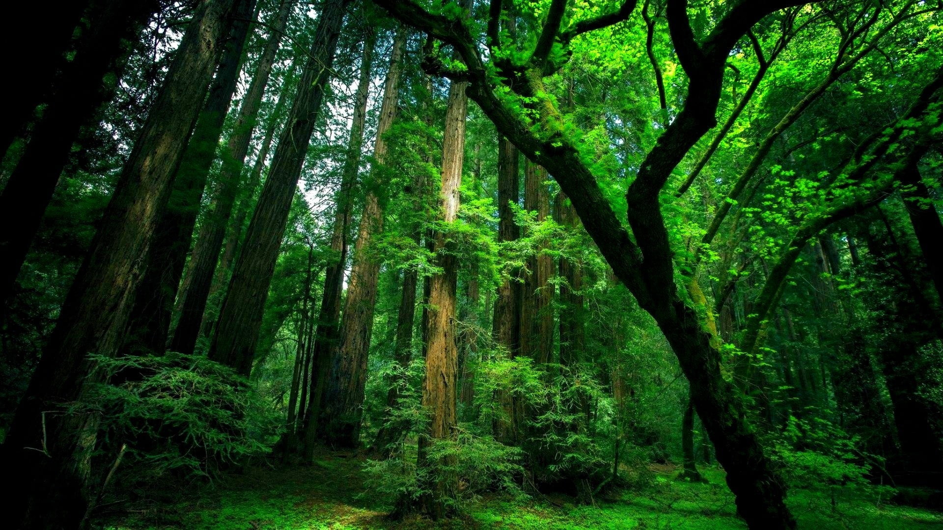 tree, environment, foliage, green color, scenics - nature, moss, bamboo - plant, tranquility, growth, non-urban scene, land, 1080P, nature, old, day, outdoors, HD Wallpaper