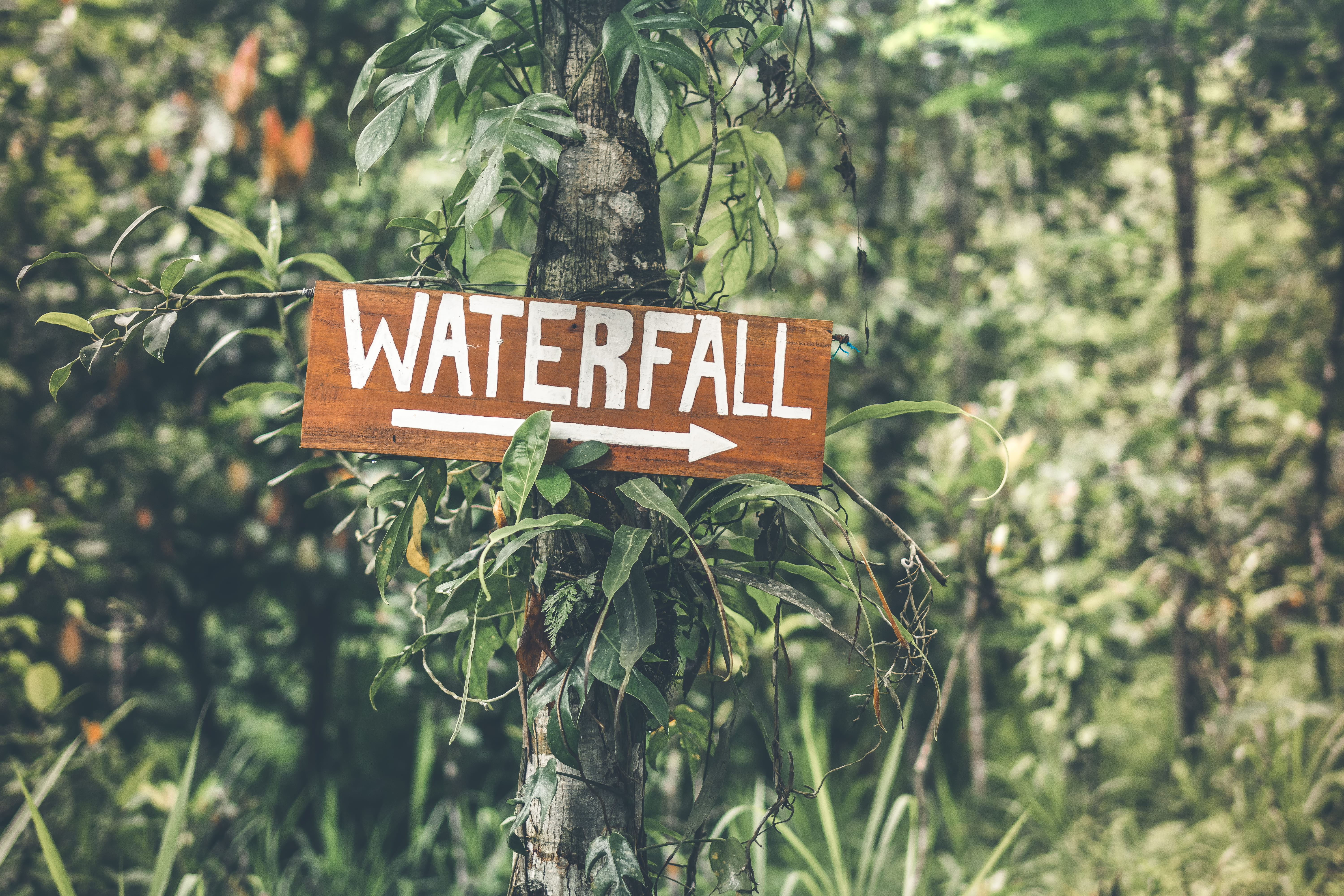 tree, information sign, focus on foreground, waterfall, green color, sign, 5K, signboard, day, plant, focus, wooden sign, leaf, capital letter, communication, HD Wallpaper