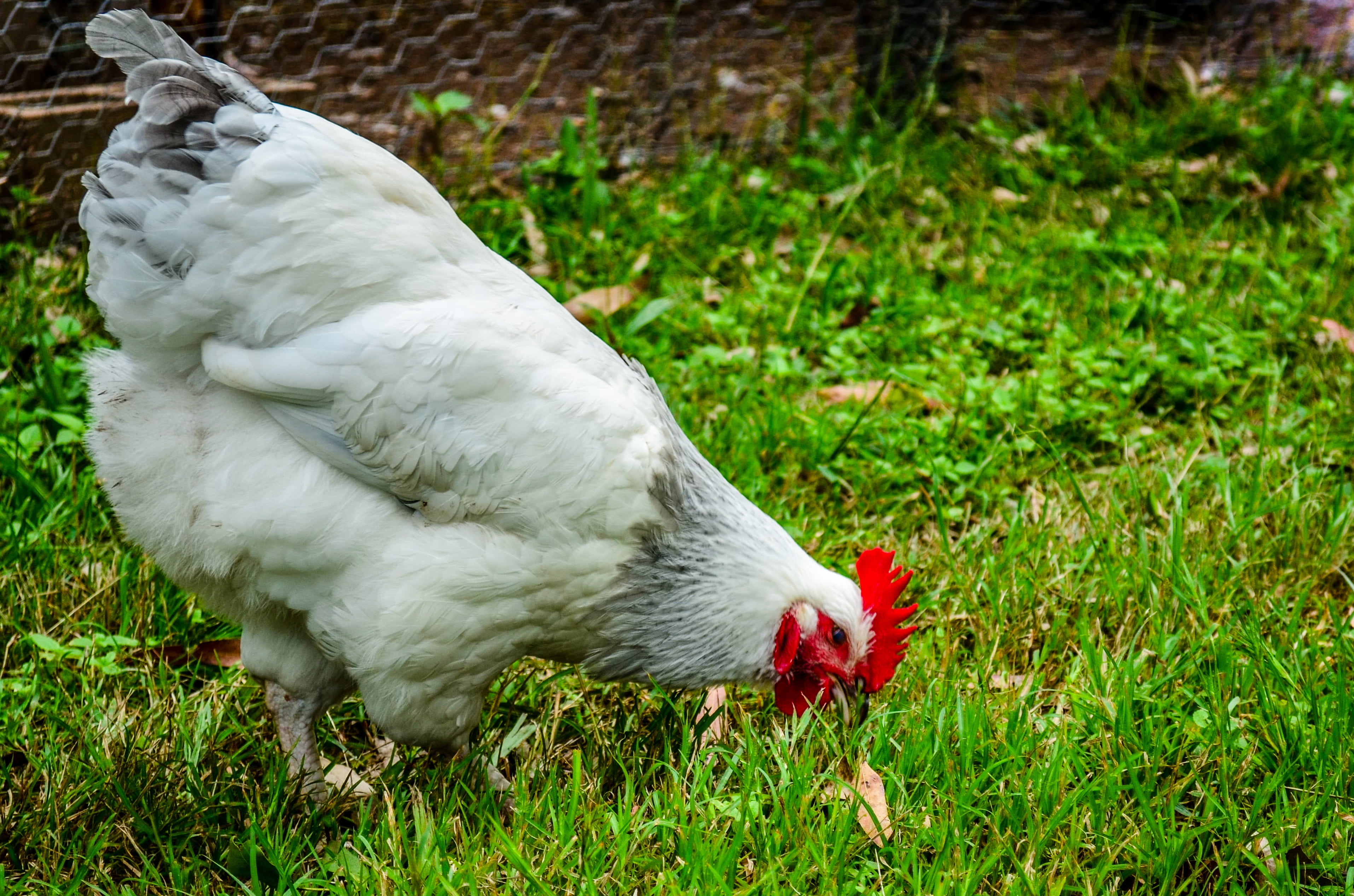 farm animals, chicken farm, animal wildlife, land, green color, chicken, meat, bird, plant, farming, domestic animals, vertebrate, animals in the wild, HD Wallpaper