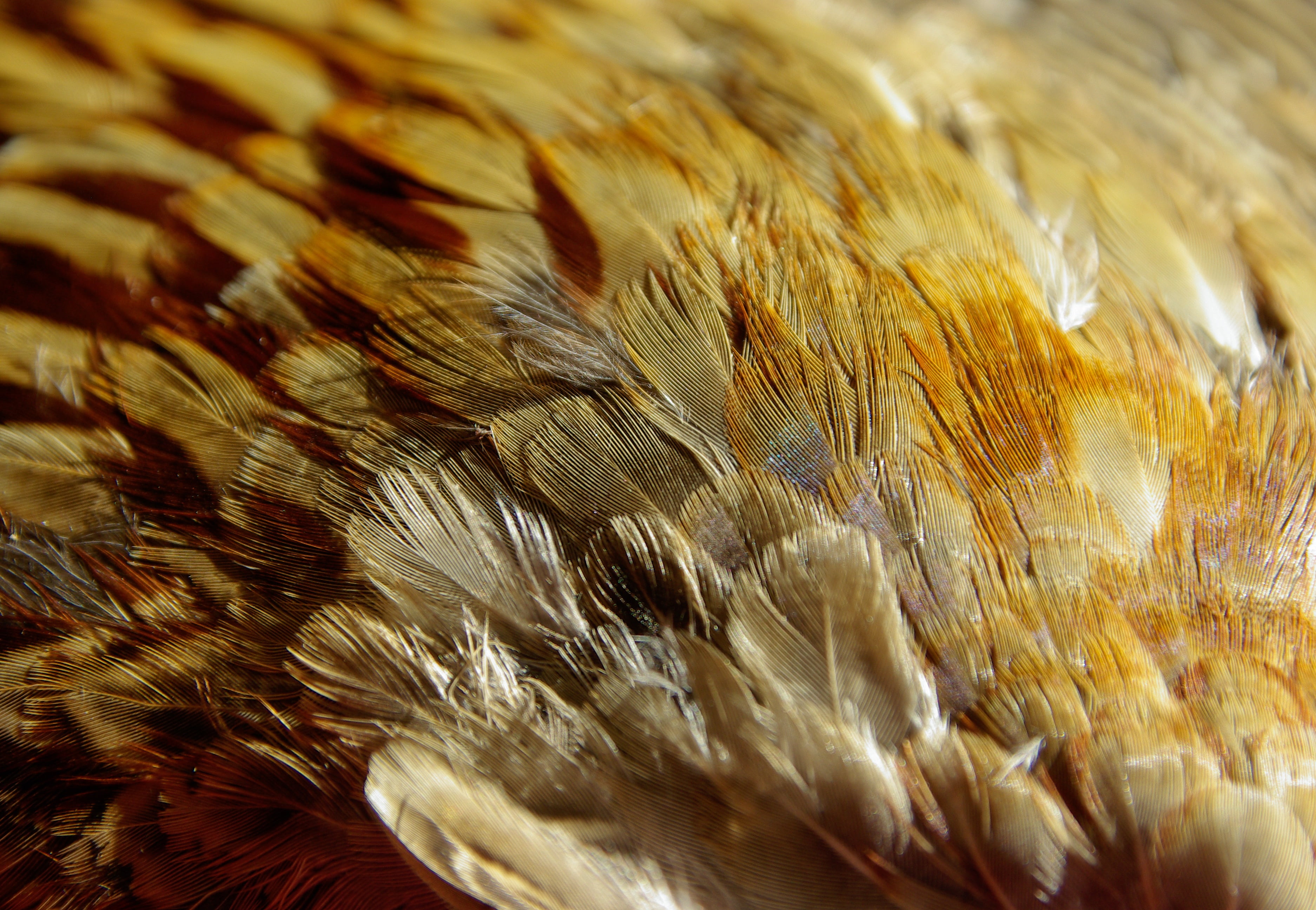 animal Wing, bird of prey, animal, softness, animal wildlife, no people, selective focus, brown, vertebrate, full frame, feathers, pattern, farm, close-up, HD Wallpaper