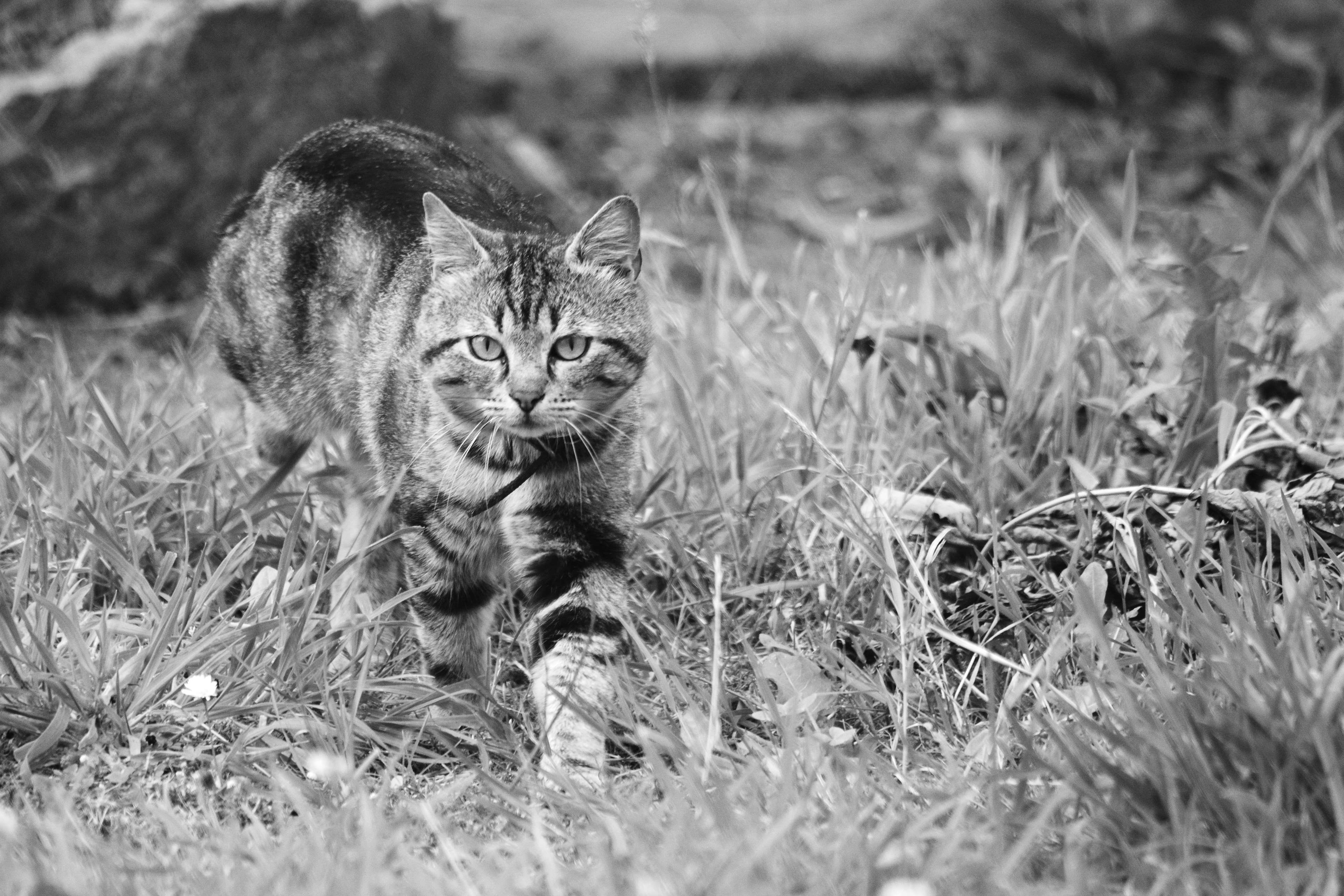 land, bavarder, undomesticated cat, nature, domestic, whisker, domestic animals, no people, feline, 4K, plant, mammal, one animal, matou, animal themes, HD Wallpaper