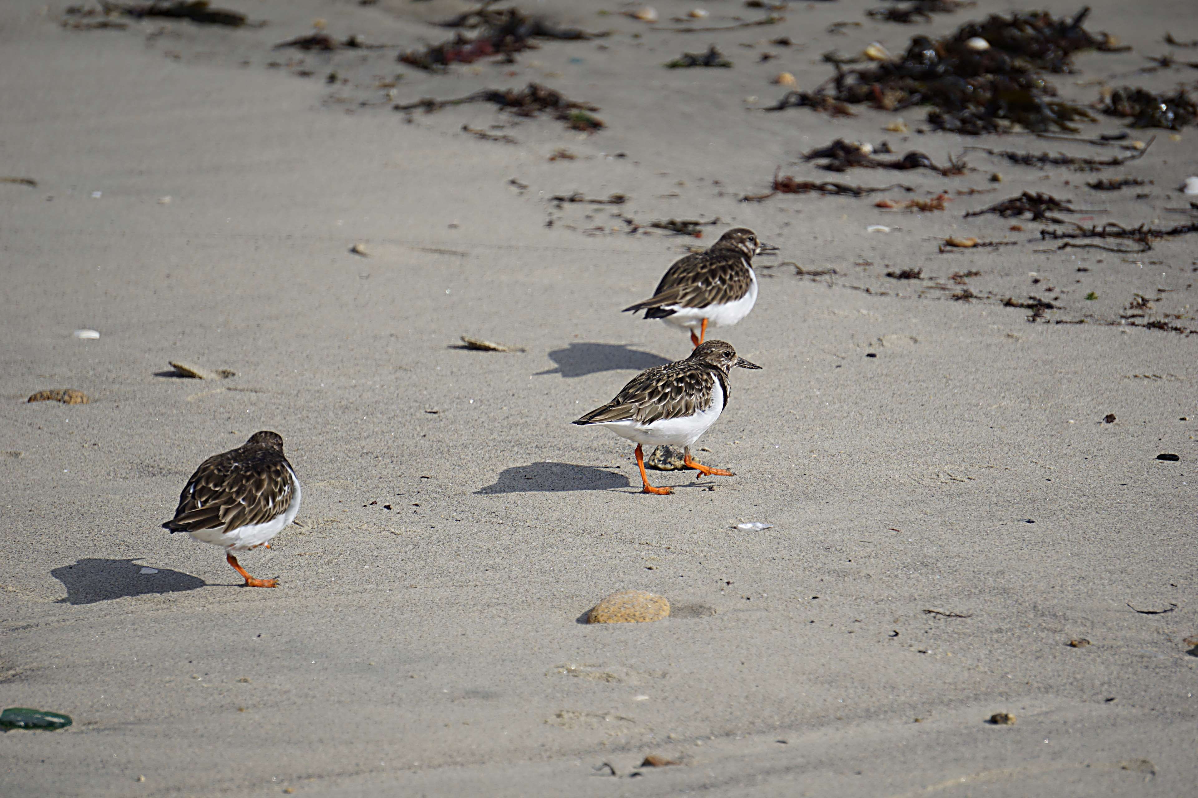 animalier, nature, bird, group of animals, animal, two animals, faune, vertebrate, eating, day, gravelots, plage, beach, sauvage, outdoors, animal themes, HD Wallpaper