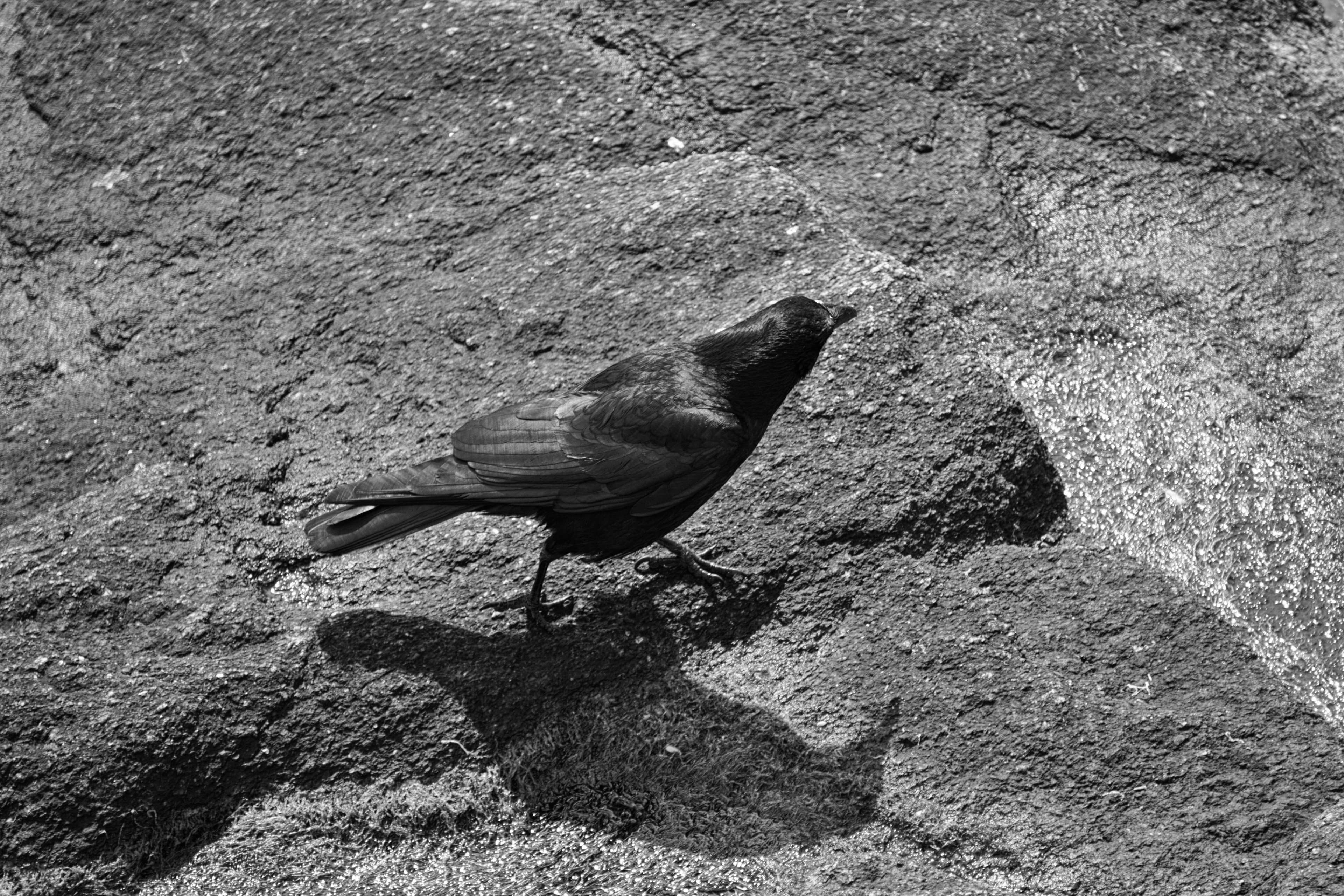oiseau, field, no people, rock - object, zoology, one animal, vertebrate, animal themes, high angle view, animalier, animals in the wild, corneille, faune, HD Wallpaper