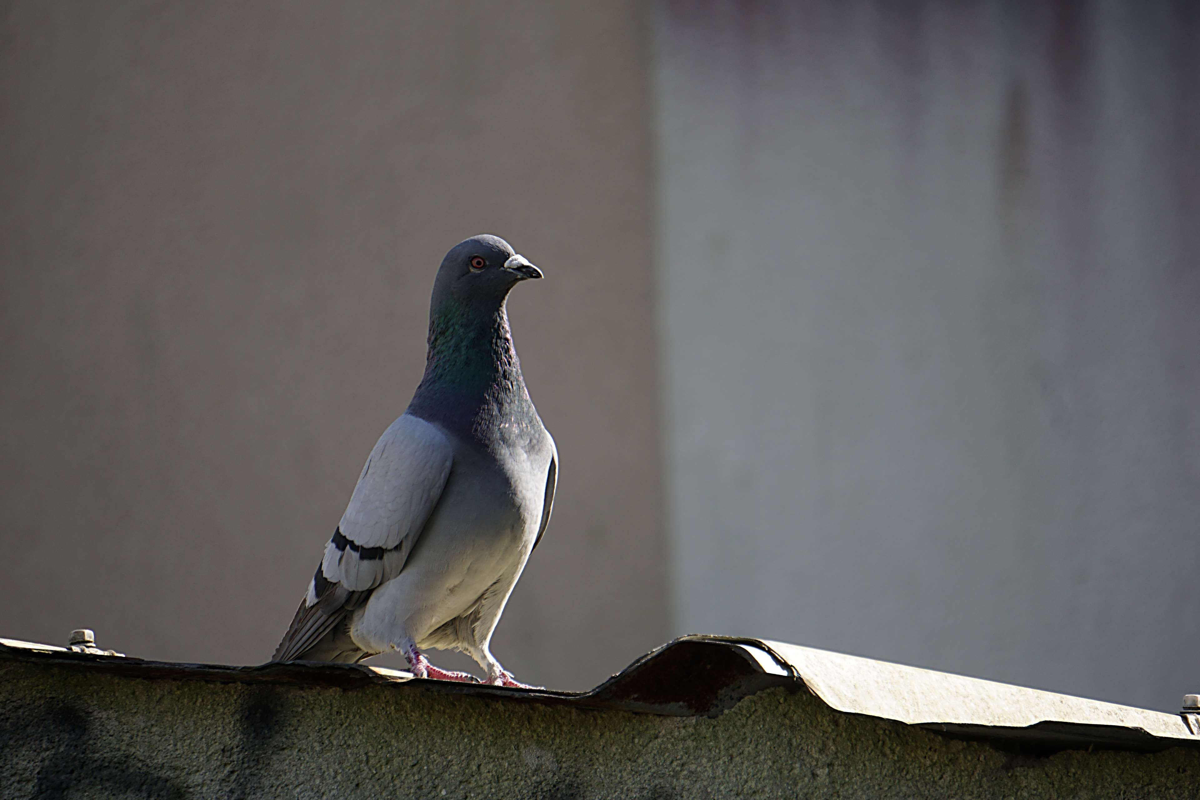 vertebrate, no people, animals in the wild, plumes, focus on foreground, perching, bird, nature, wall - building feature, faune, day, dove - bird, animaux, HD Wallpaper