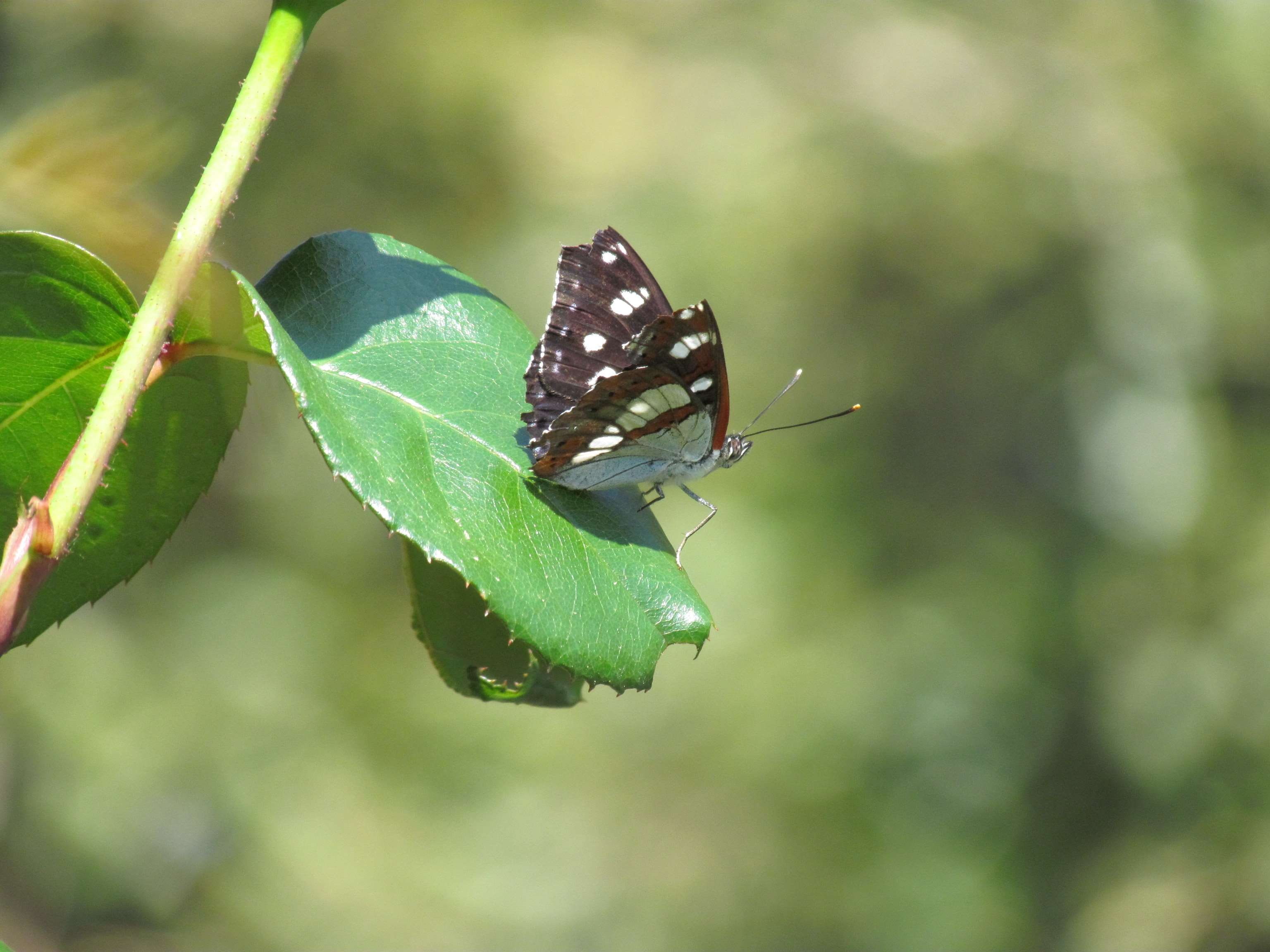 vert, green color, one animal, green, close-up, animal wildlife, animals in the wild, butterfly - insect, plant part, animaux, plant, papillon, day, outdoors, HD Wallpaper