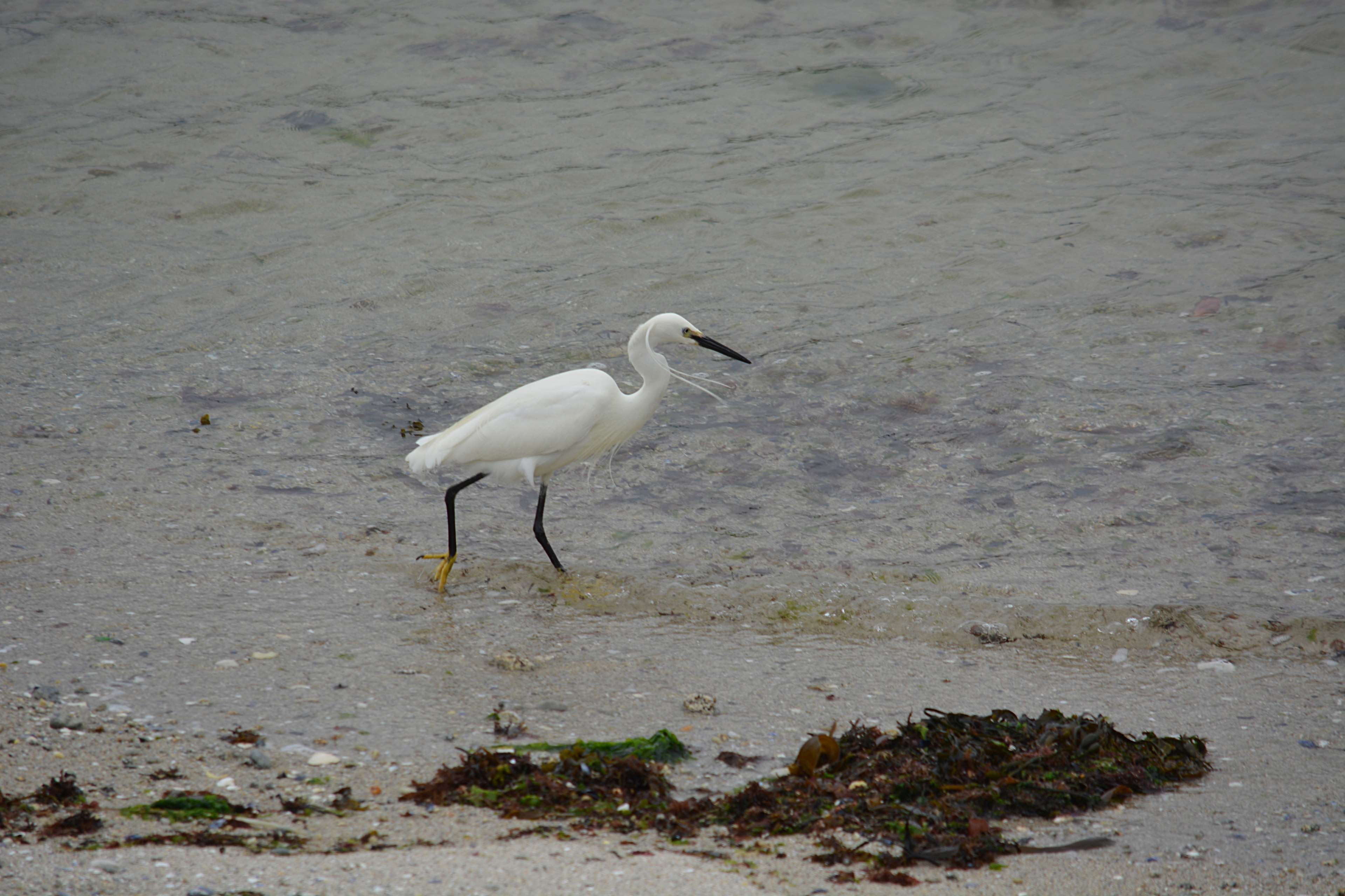 lake, animals in the wild, bird, aigrette, oiseau, water, day, animal themes, animalier, faune, egret, 4K, animal, no people, water bird, heron, one animal, HD Wallpaper