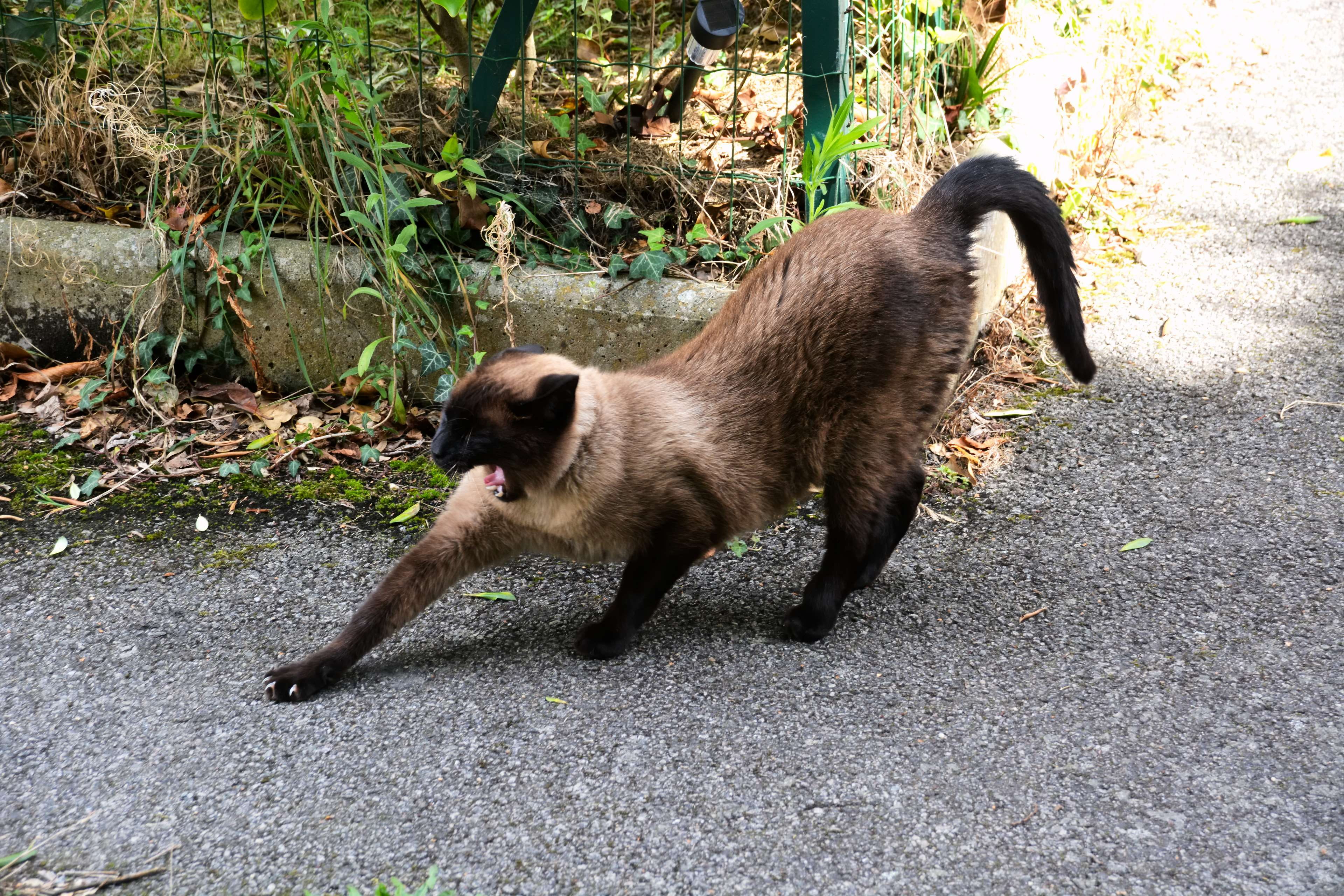one animal, canine, no people, vertebrate, land, pets, domestic, animal domestique, standing, domestic animals, siamois, day, mammal, le chat siamois, chat, HD Wallpaper