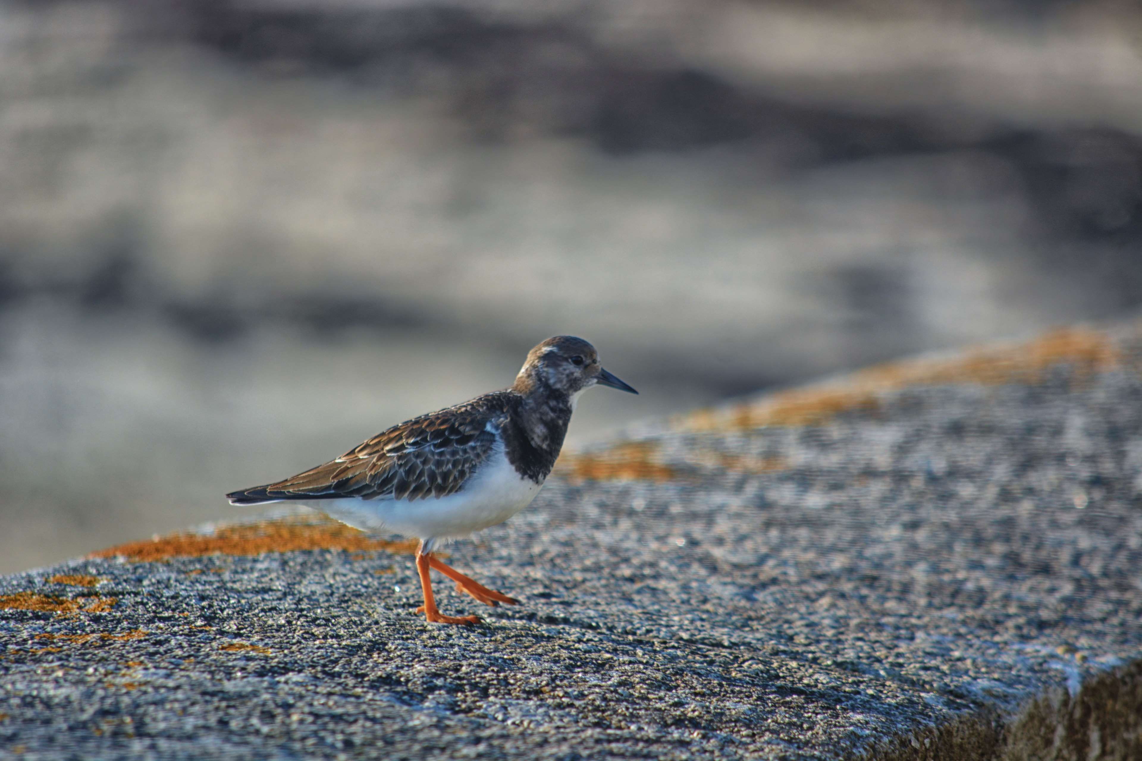 outdoors, animalier, animal wildlife, nature, land, la nature, gravelot, animals in the wild, faune, selective focus, ornithologie, perching, focus on foreground, HD Wallpaper