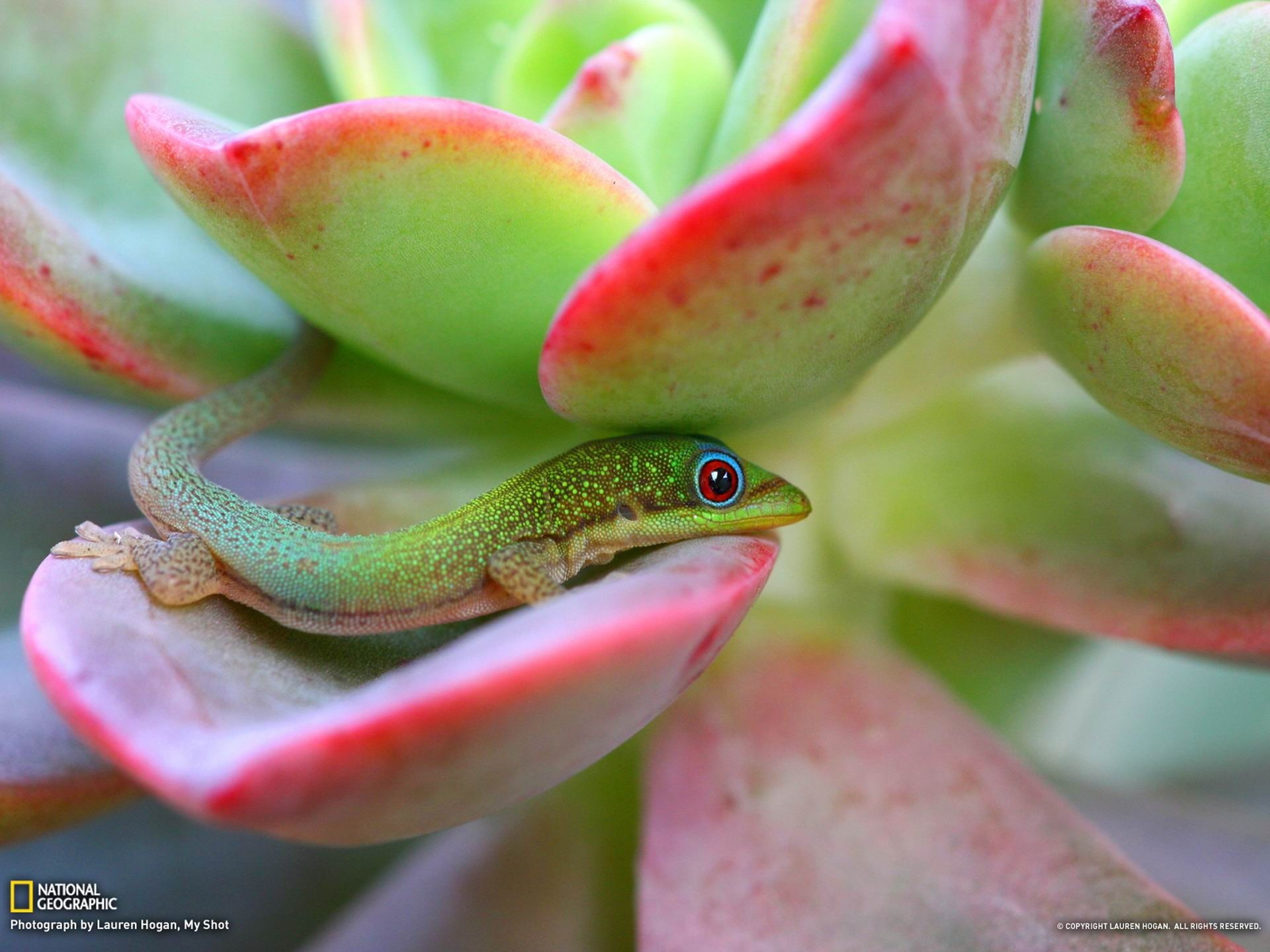 1080P, beauty in nature, plant, animal wildlife, nature, maui, green color, vertebrate, animal themes, island, no people, geographic, national, green, HD Wallpaper