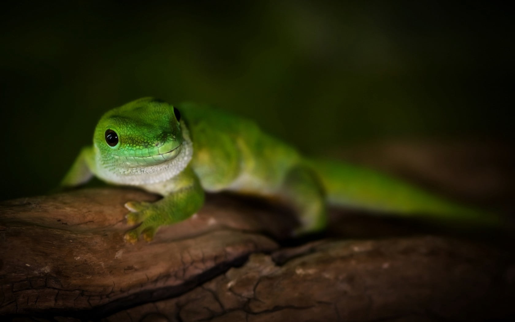 green, multi Colored, small, cute, outdoors, vertebrate, chameleon, lizard, looking, camouflage, animals And Pets, animal themes, tree, color Image, poisonous, HD Wallpaper