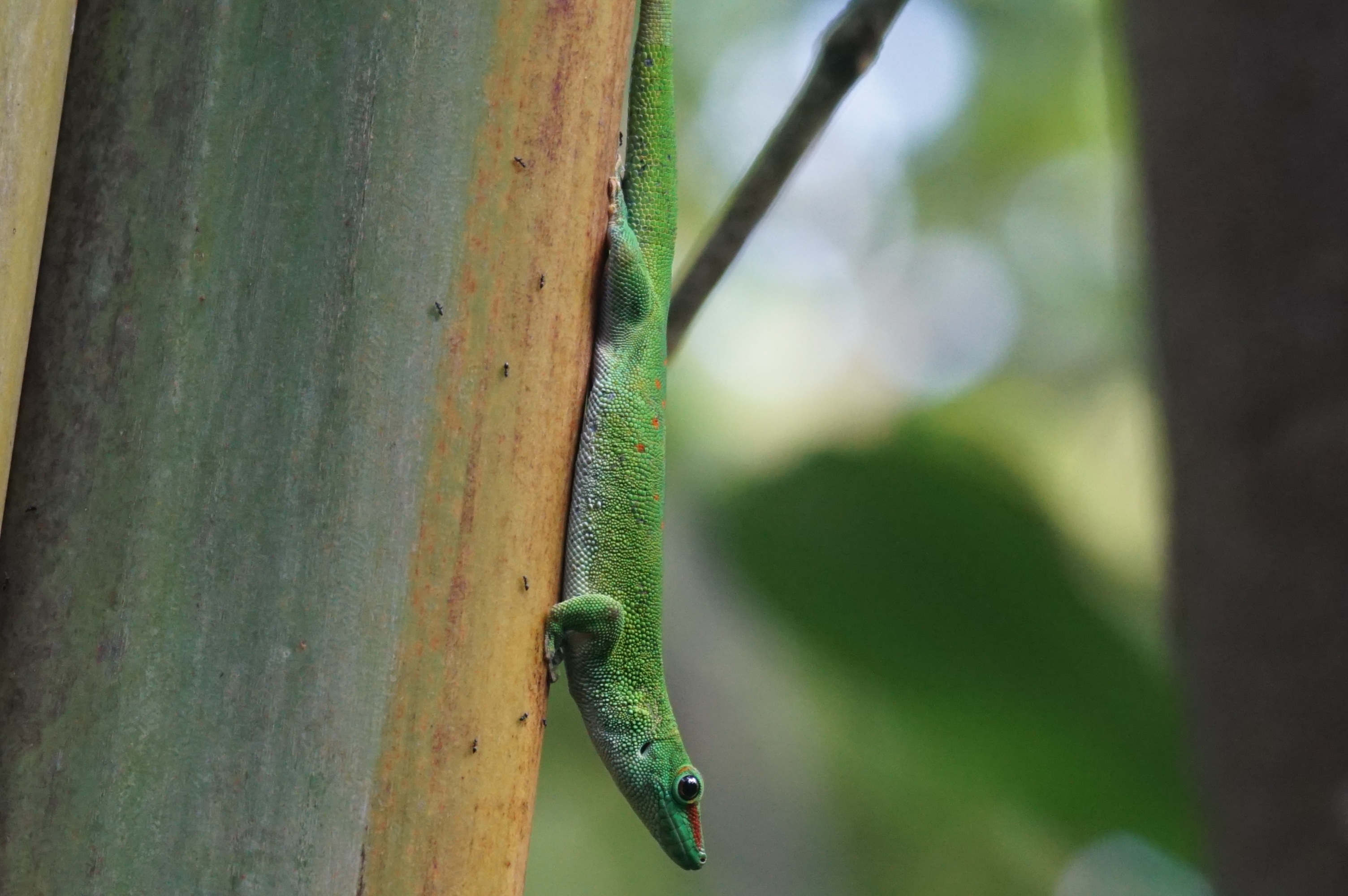 tree, 2K, focus on foreground, green color, green, plant, gecko, lizard, vertebrate, nature, outdoors, close-up, reptile, insect, rainforest, animal, animals in the wild, HD Wallpaper