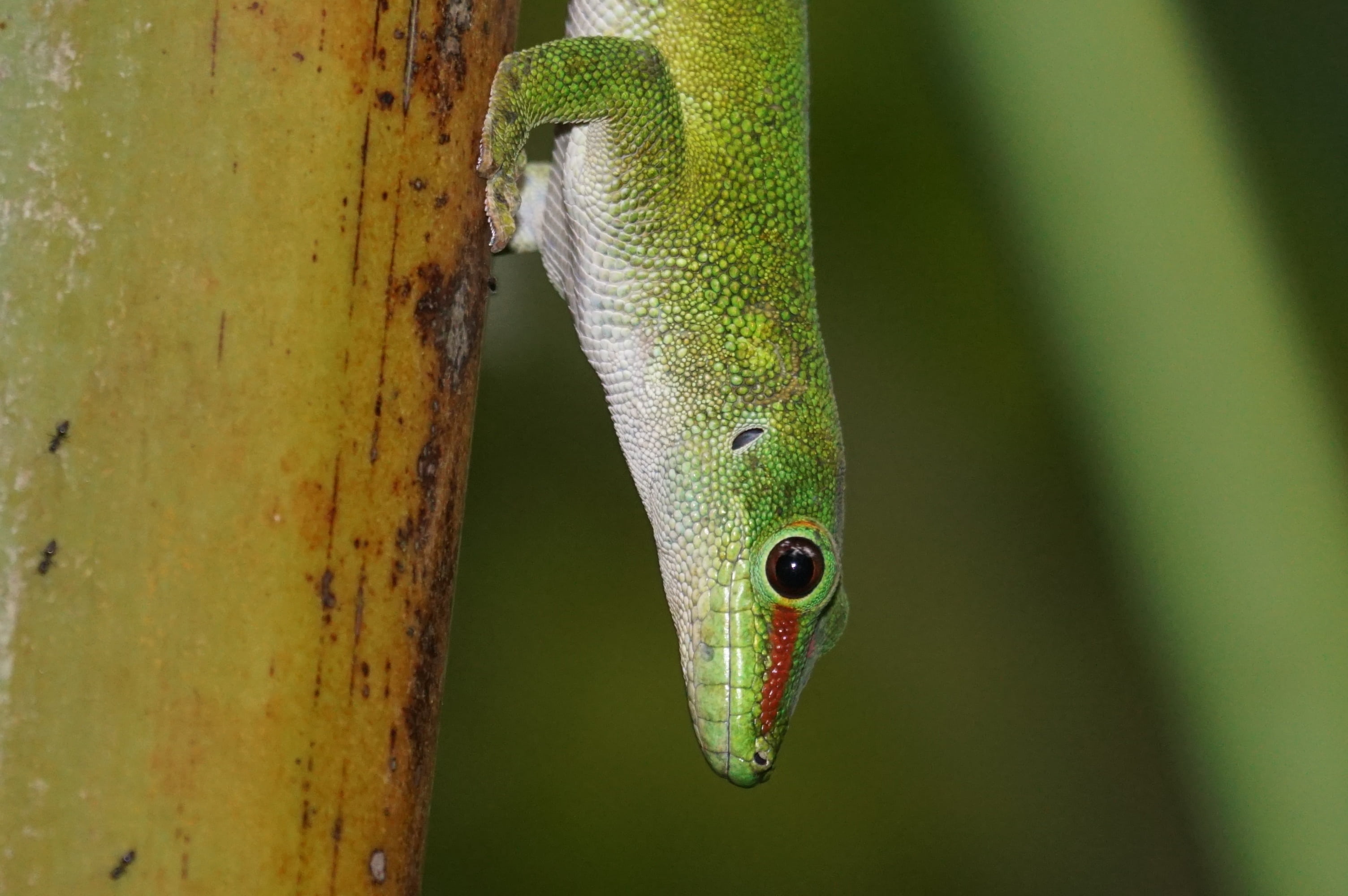 tree, day, outdoors, animal body part, plant, animal scale, lizard, madagascar day gecko, animal, close-up, focus on foreground, 2K, animal eye, reptile, HD Wallpaper