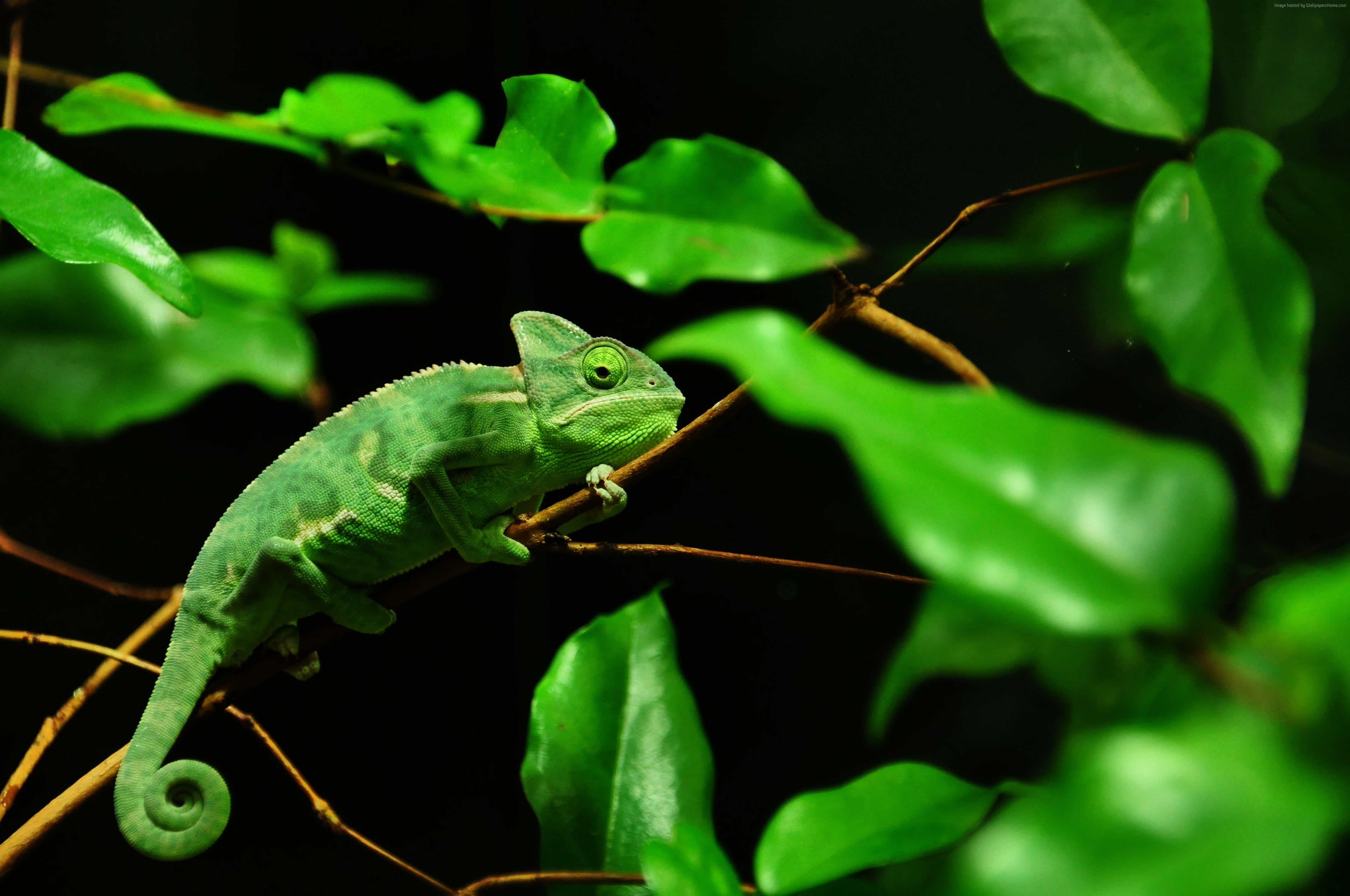 leaves, green, black background, Chameleon, Madagaskar, 4K, rain-forest, eyes, HD Wallpaper