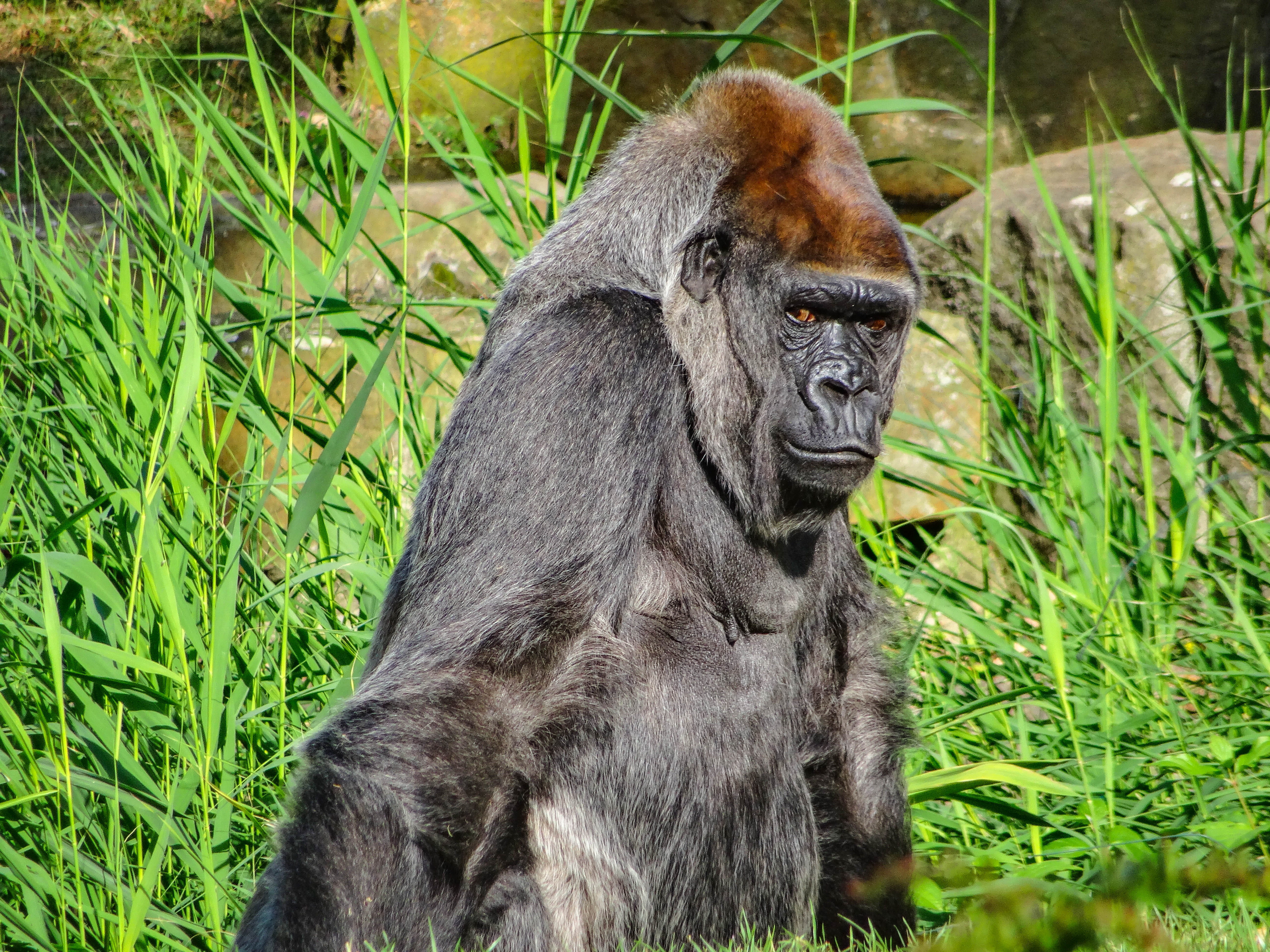 5K, looking away, ape, land, nature, mammal, green color, outdoors, goriall, animals in the wild, animal themes, field, day, berlin, zoo, berlin zoologischer garten, HD Wallpaper