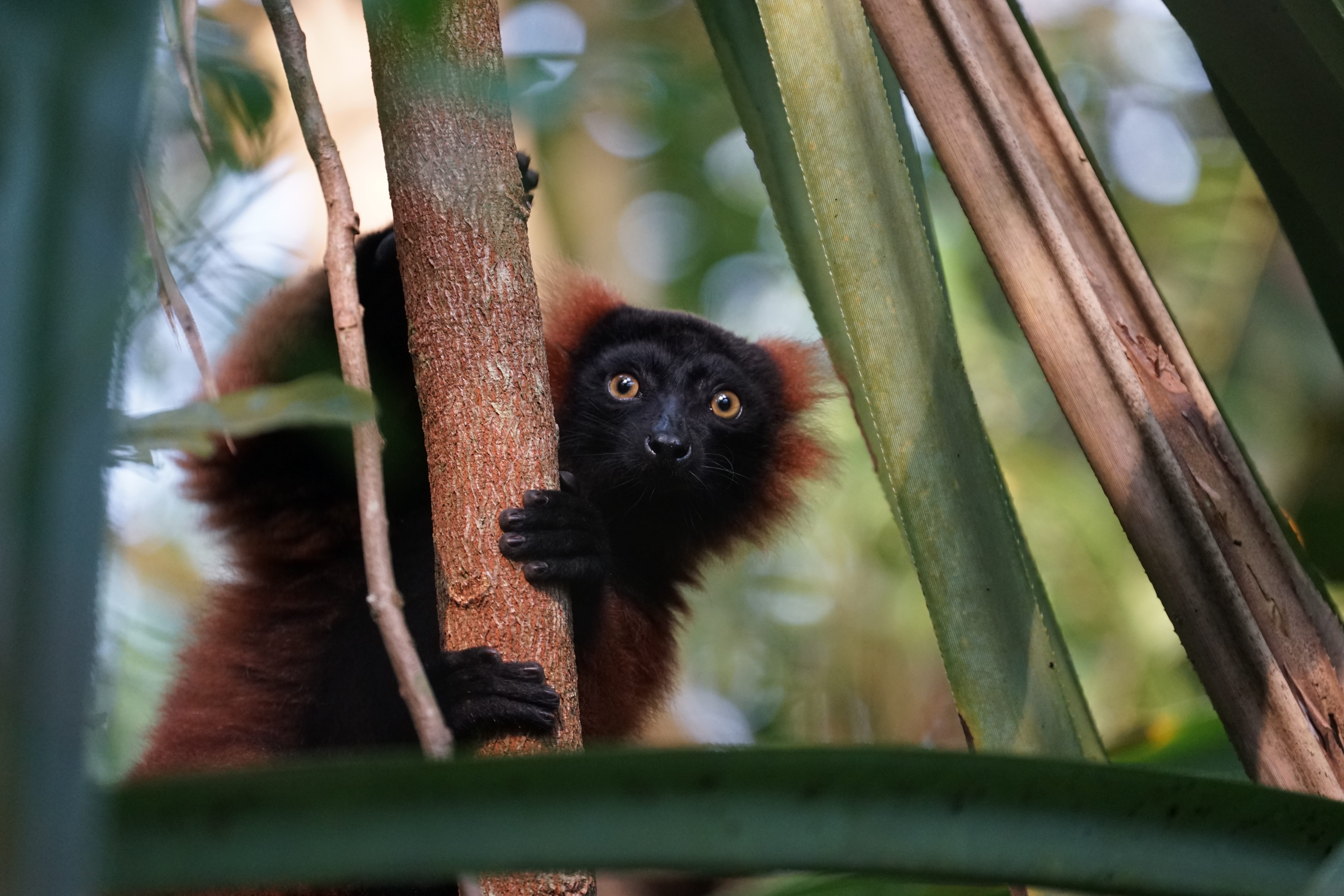 selective focus, day, 5K, tropical, primate, one animal, looking at camera, animal, animal wildlife, outdoors, low angle view, masoala, bamboo - plant, HD Wallpaper