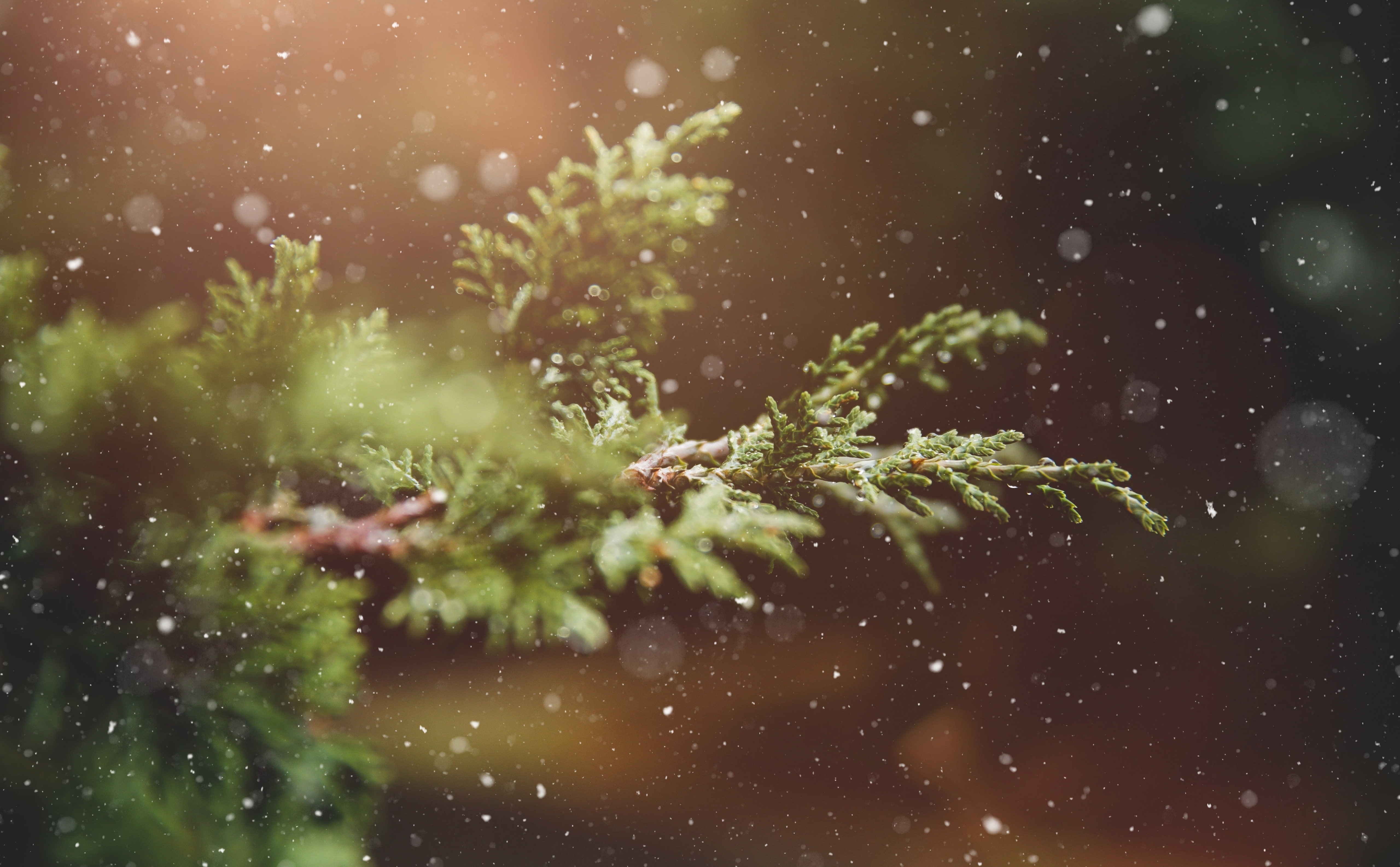 outdoors, Plant, drop, coniferous tree, 5K, pine tree, advent, wet, rain, glass - material, Branch, snow, green color, Green, bokeh, growth, Snowflakes, HD Wallpaper