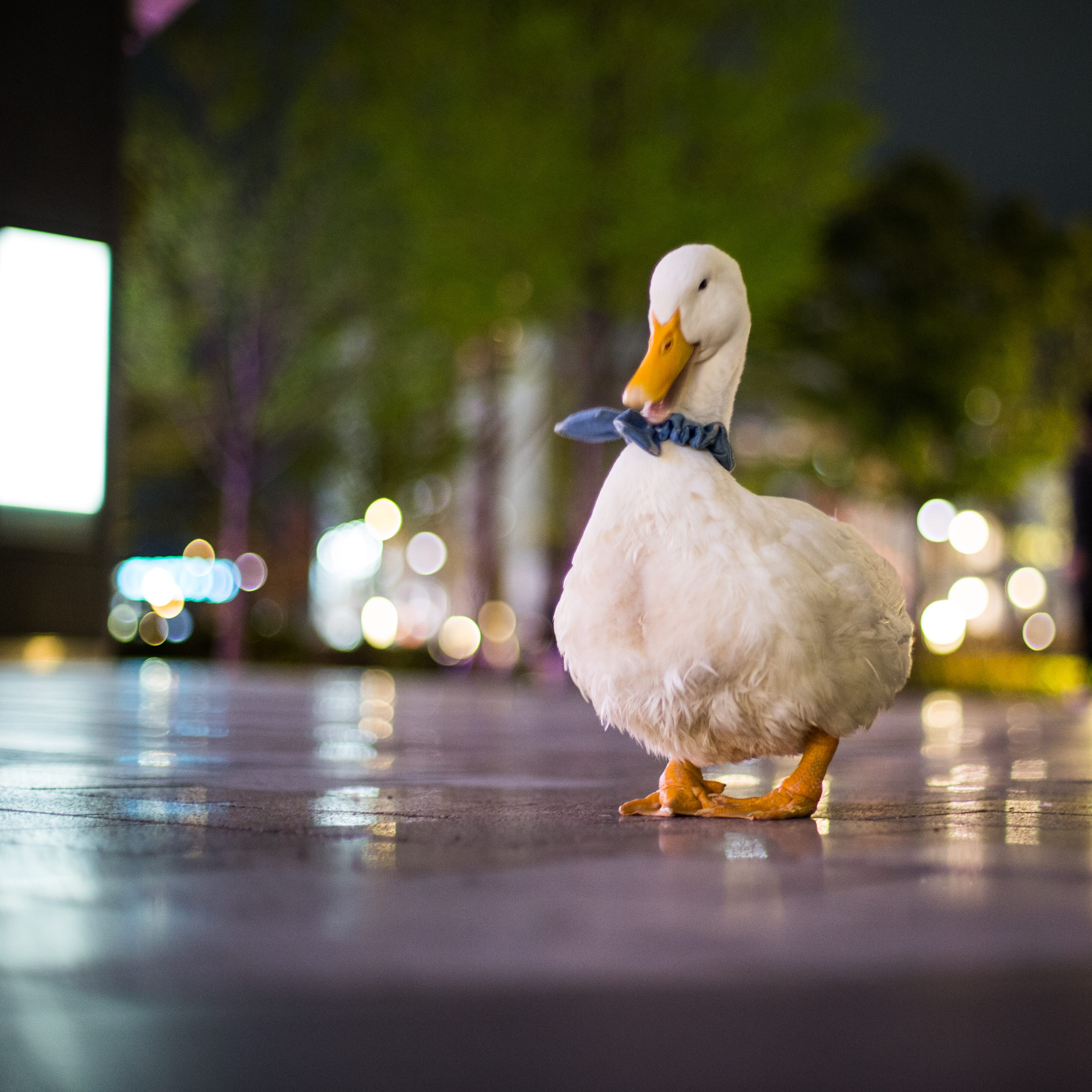bow, vertebrate, animals in the wild, close-up, bow tie, selective focus, animal, billy, nature, 2K, one animal, tokyo skytree, japan, bird, animal themes, Phone HD Wallpaper