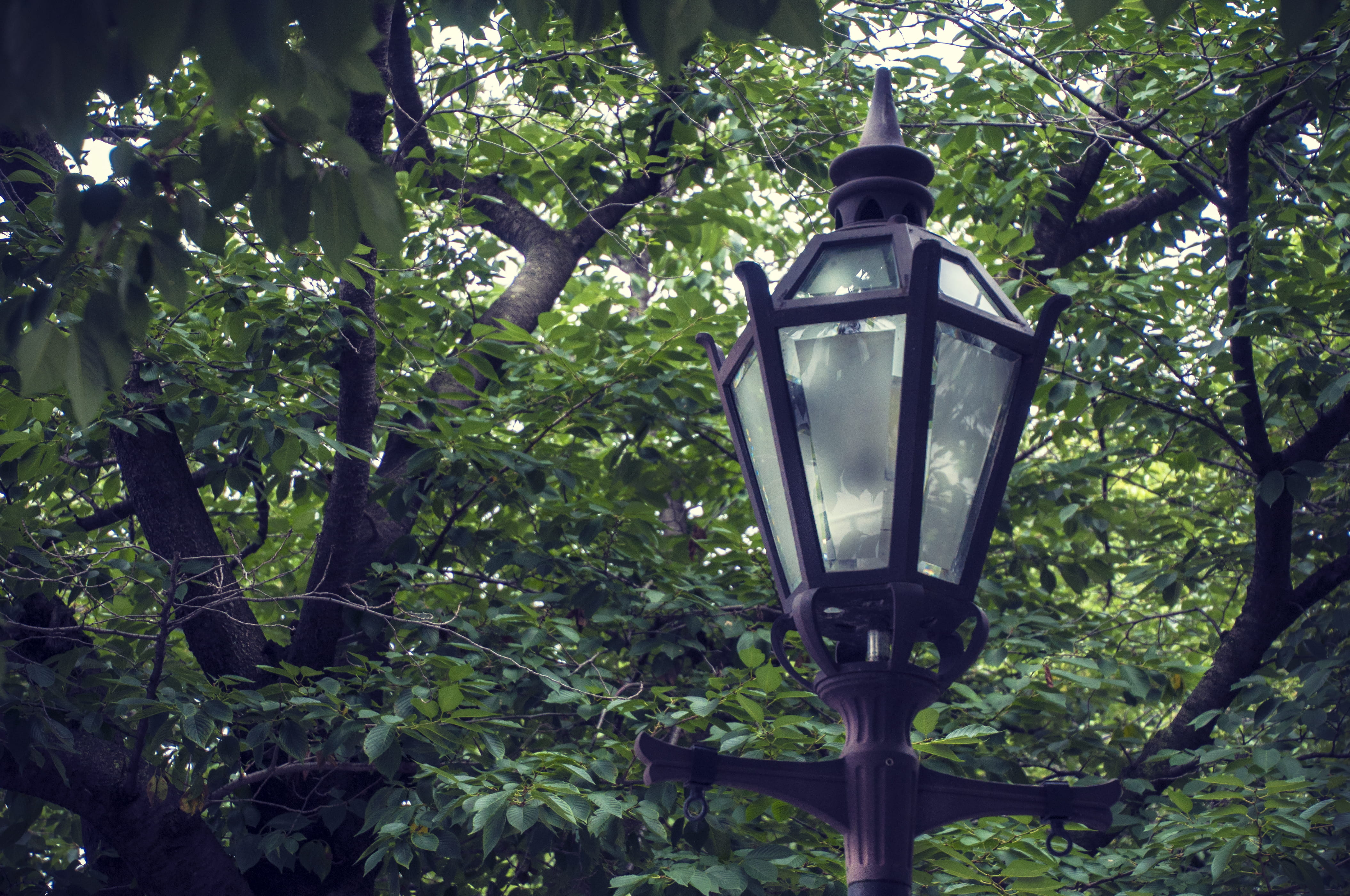 green, forest, metal, day, branch, cherry, outdoors, sakura, low angle view, sumida park, lamp, hanging, 4K, growth, lighting equipment, japan, taitō, HD Wallpaper