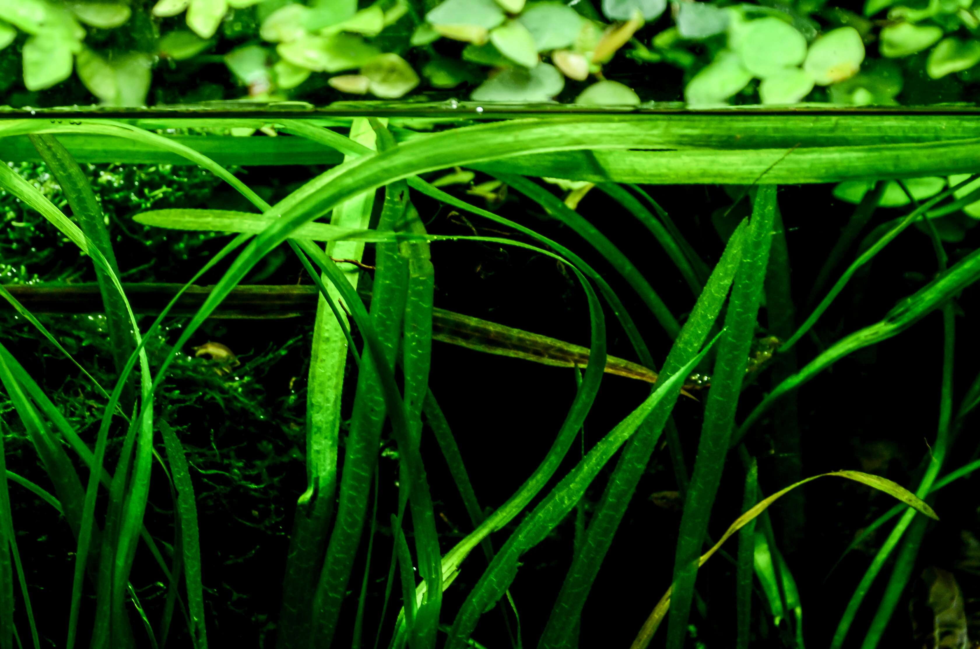 sub water, black background, cool, growth, public domain, wet, raindrop, plant part, blade of grass, cc0, beauty in nature, close-up, purity, water level, HD Wallpaper