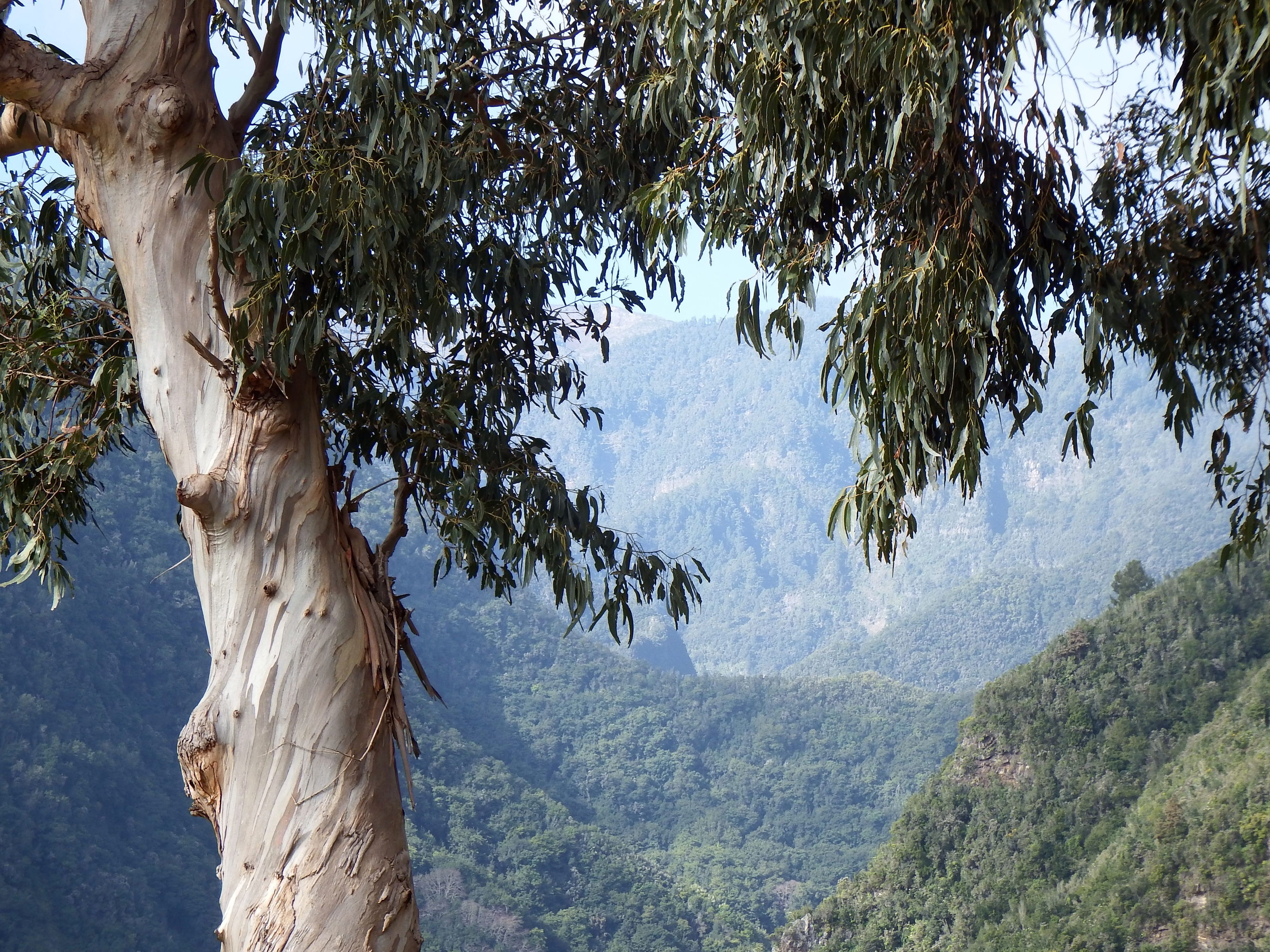 landscape, los tilos, land, plant, environment, san andrés y sauces, cc0, ravine, day, mountain range, branch, outdoors, non-urban scene, 4K, no people, HD Wallpaper