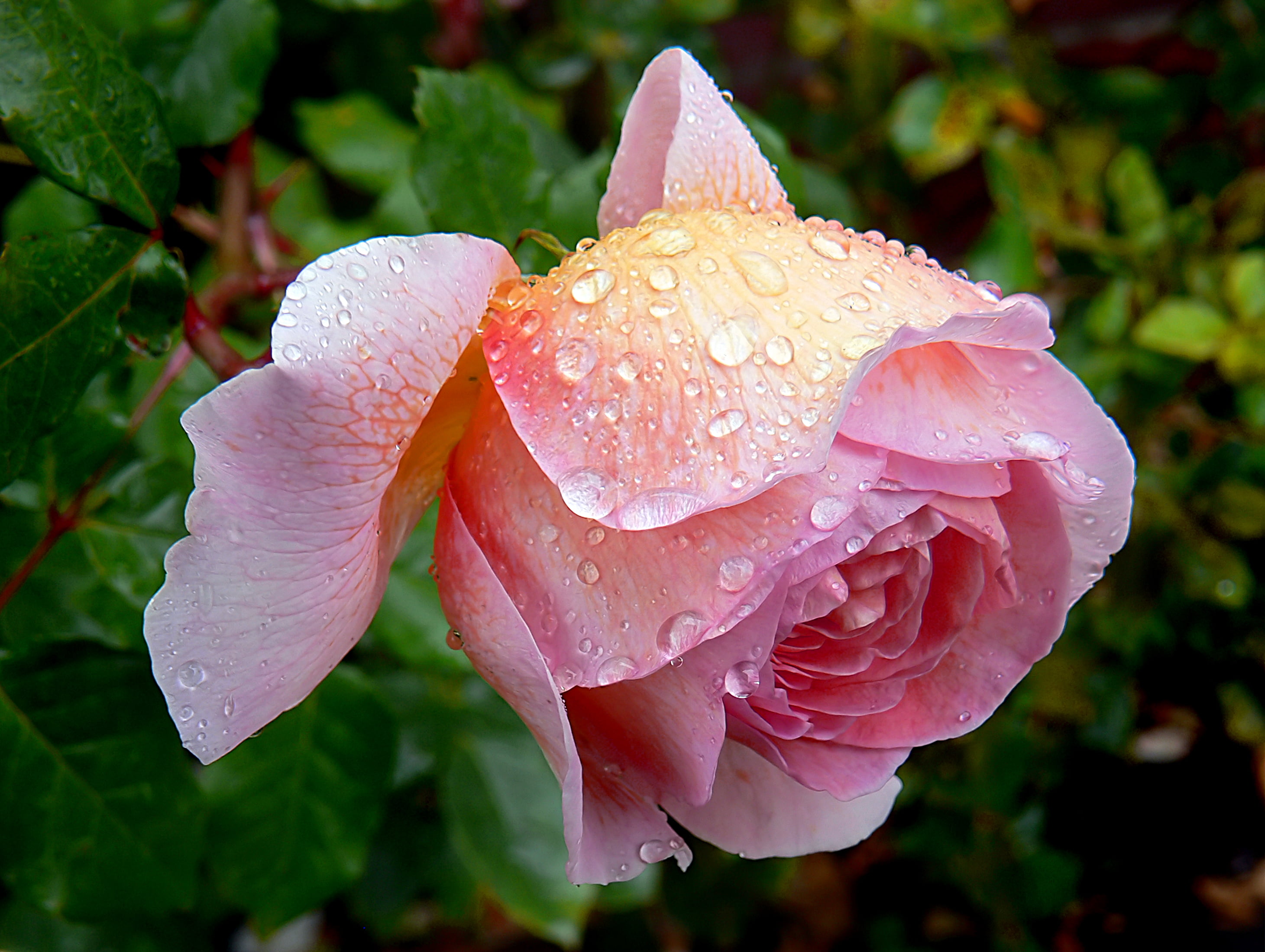 darby, pink Color, rose, botany, CC0, FZ30, petal, Dedication, plant, photos, flower Head, nature, summer, pink, close-up, beauty In Nature, after the rain, HD Wallpaper
