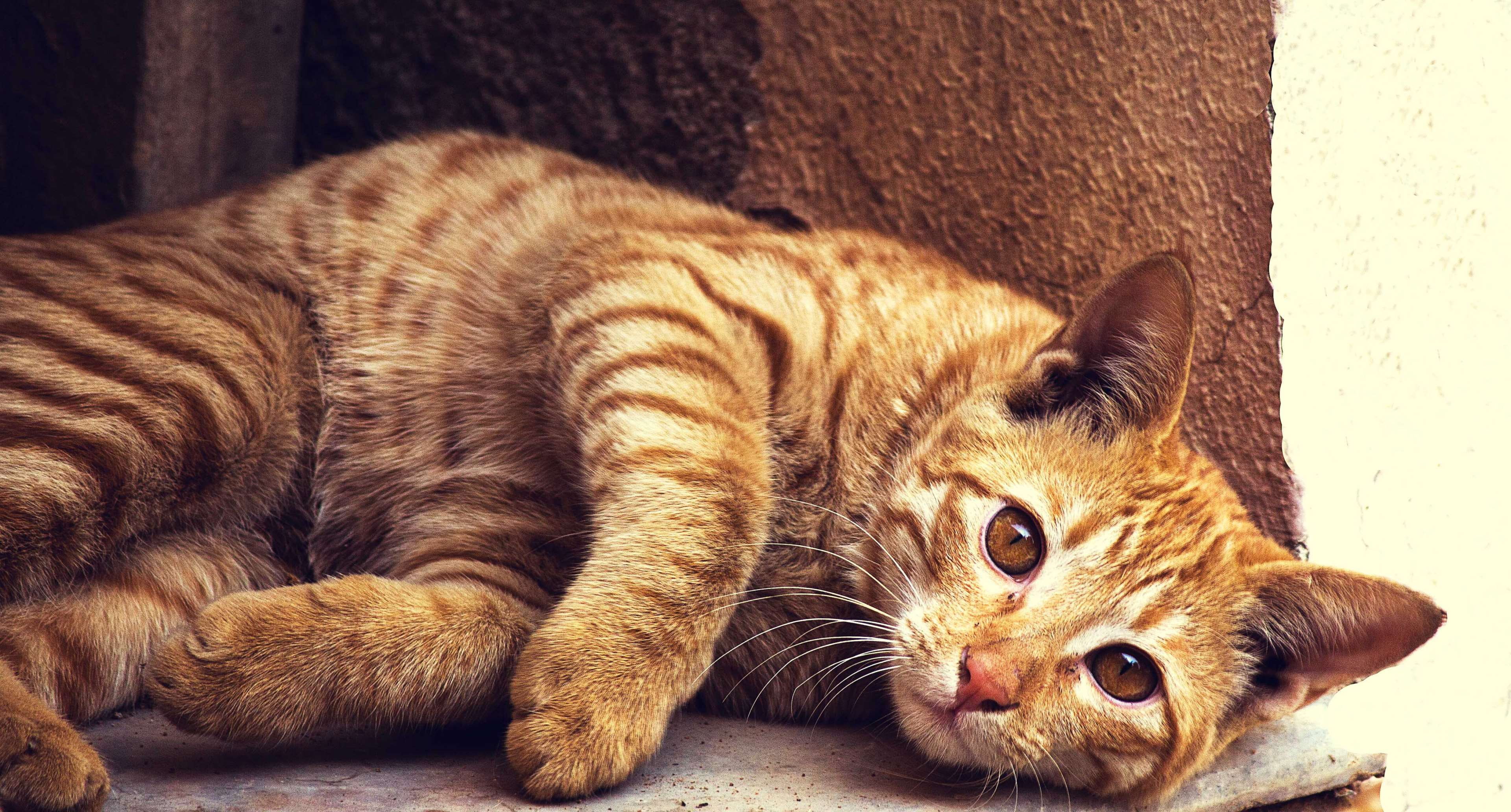 resting, pets, looking away, cat, 4K, lying down, close-up, kitten, feline, animal, one animal, domestic cat, looking, mammal, kittenish, vertebrate, tabby, HD Wallpaper