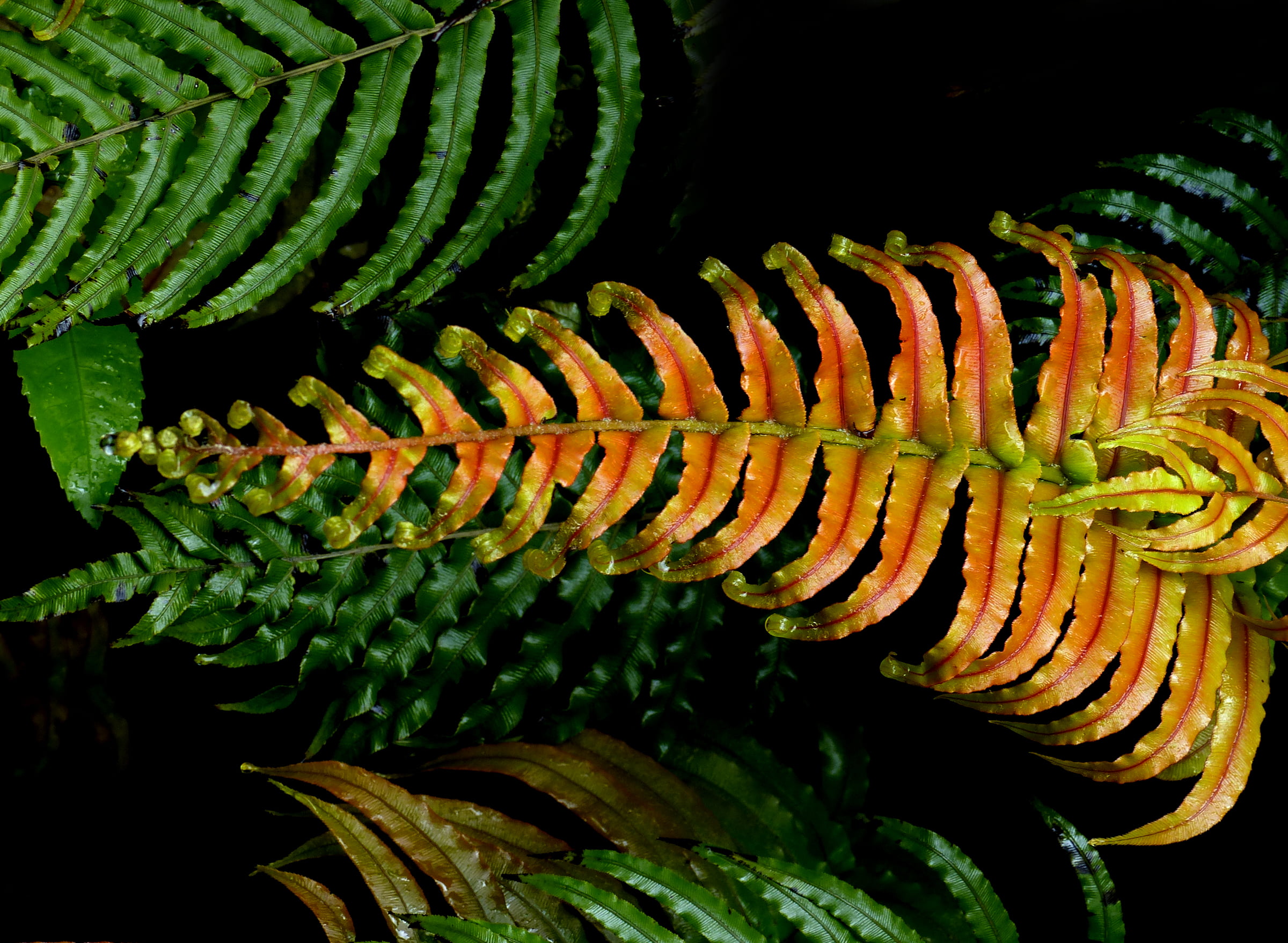 leaf, blechnum, orange, fern, green, plant, frond, macro, DMC, green leaf, Public Domain, Dedication, photos, Panasonic, macro photography, photography, HD Wallpaper