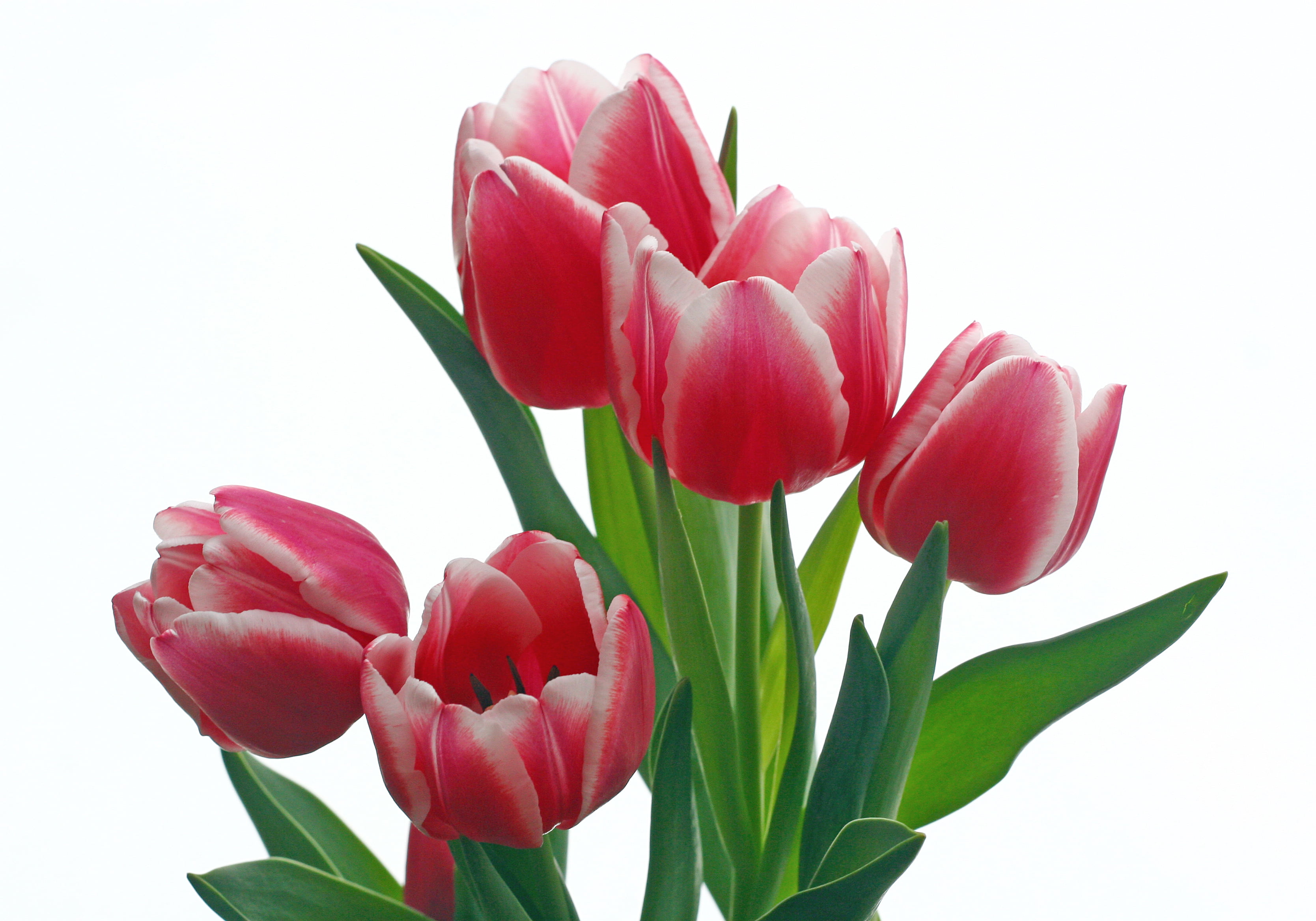 white flower, white, pink Color, tulips, pink, flowers, bouquet, whiteground, flower, nature, petal, flower Head, 2K, springtime, tulip, plant, HD Wallpaper