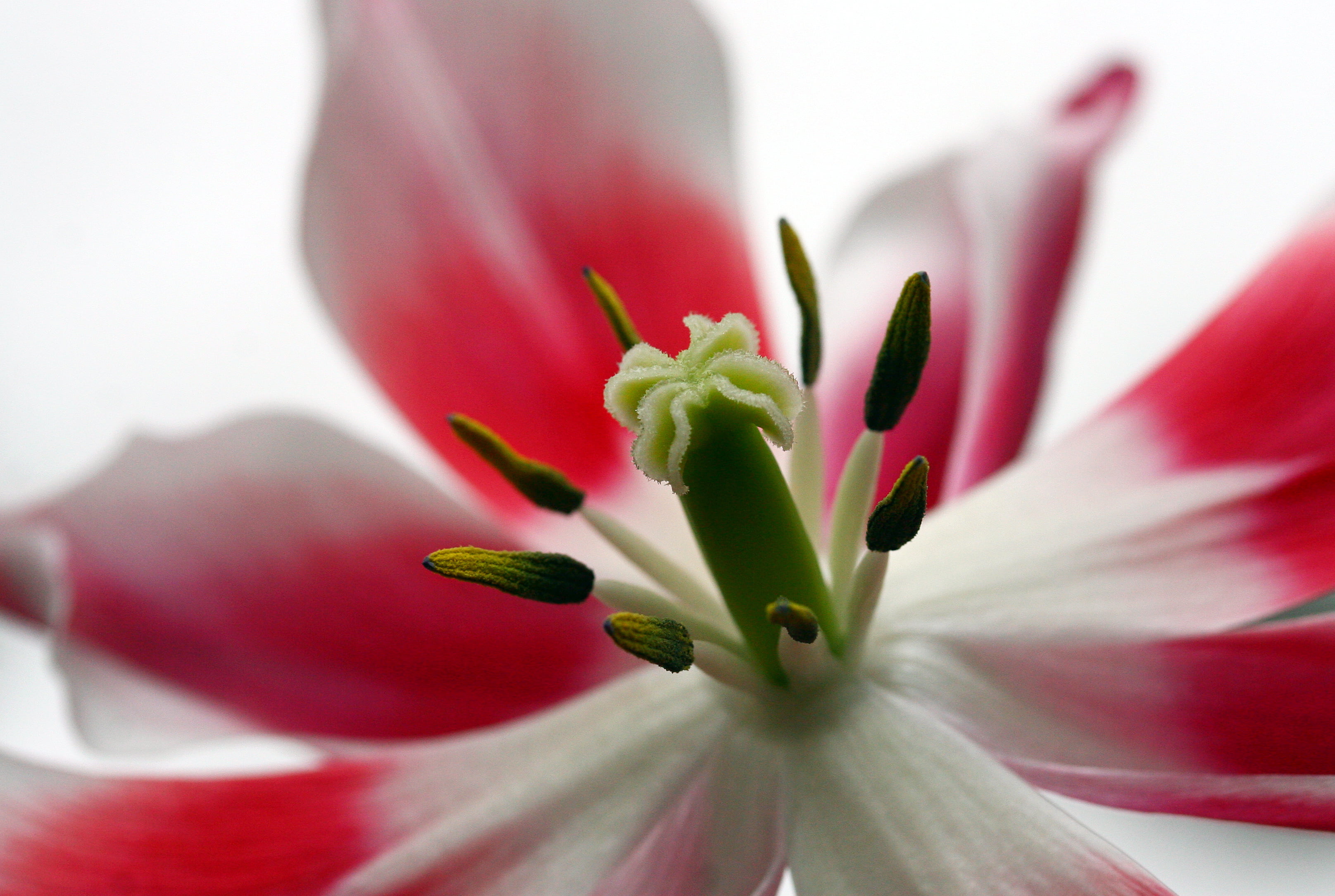 red, stamens, whiteground, petaled, nature, photo, close up, close-up, close, flower Head, flower, petal, pistil, macro, white, tulip, plant, beauty In Nature, HD Wallpaper