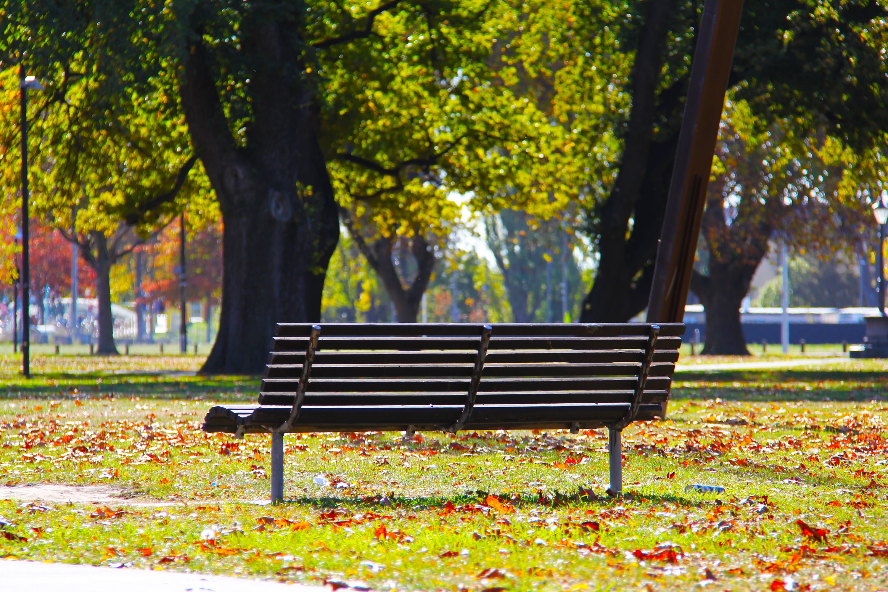 beautiful, city, sky, bench, leaf, blue, big, day, scenic, unique, tree trunk, travel, empty, love, tree, park - man made space, christchurch, leaves, new zealand, HD Wallpaper