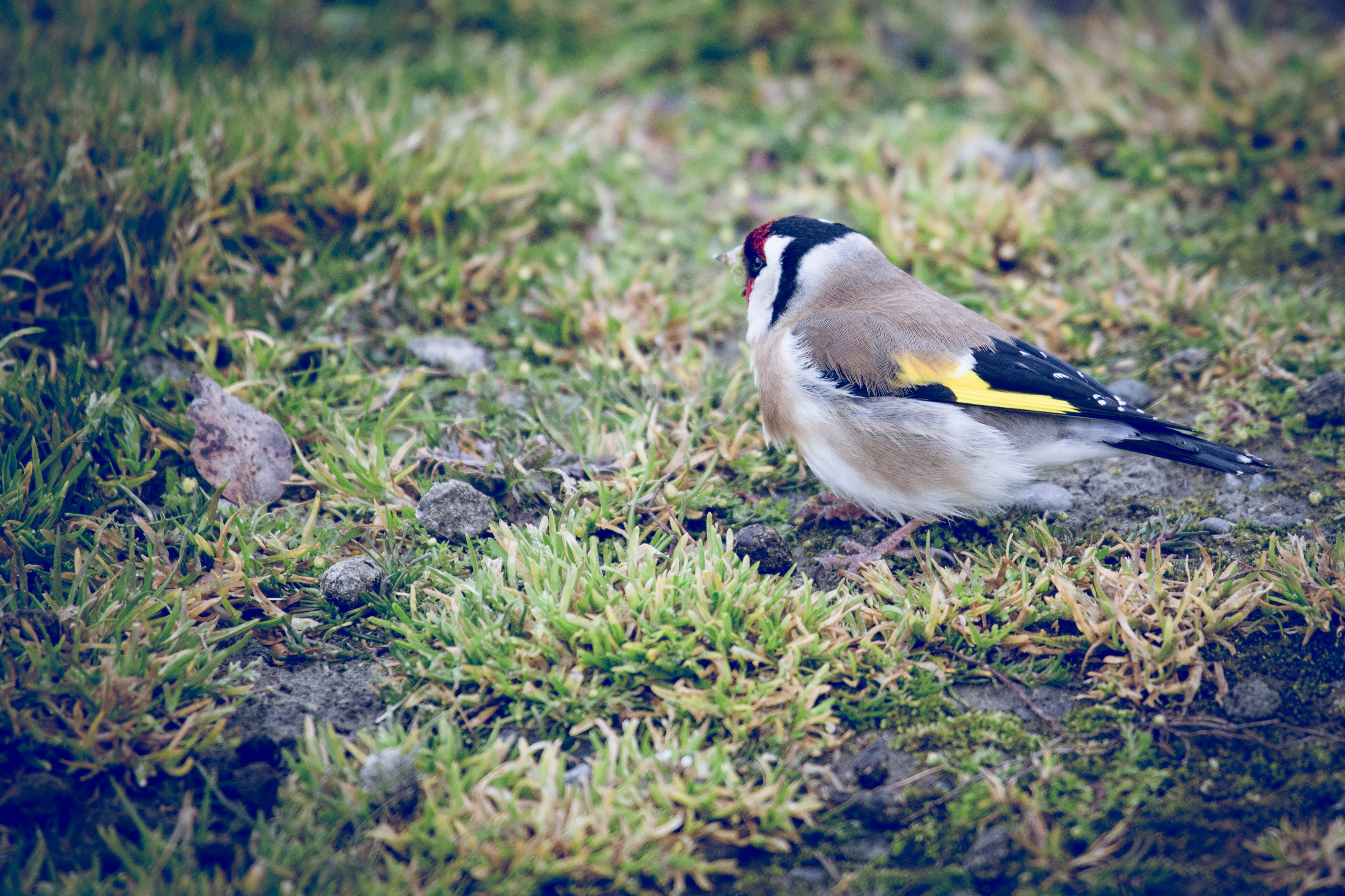 vertebrate, beak, goldfinch, close-up, day, rocks, outdoors, beauty in nature, one animal, green, selective focus, red, mood, animal wildlife, land, orana wildlife park, HD Wallpaper
