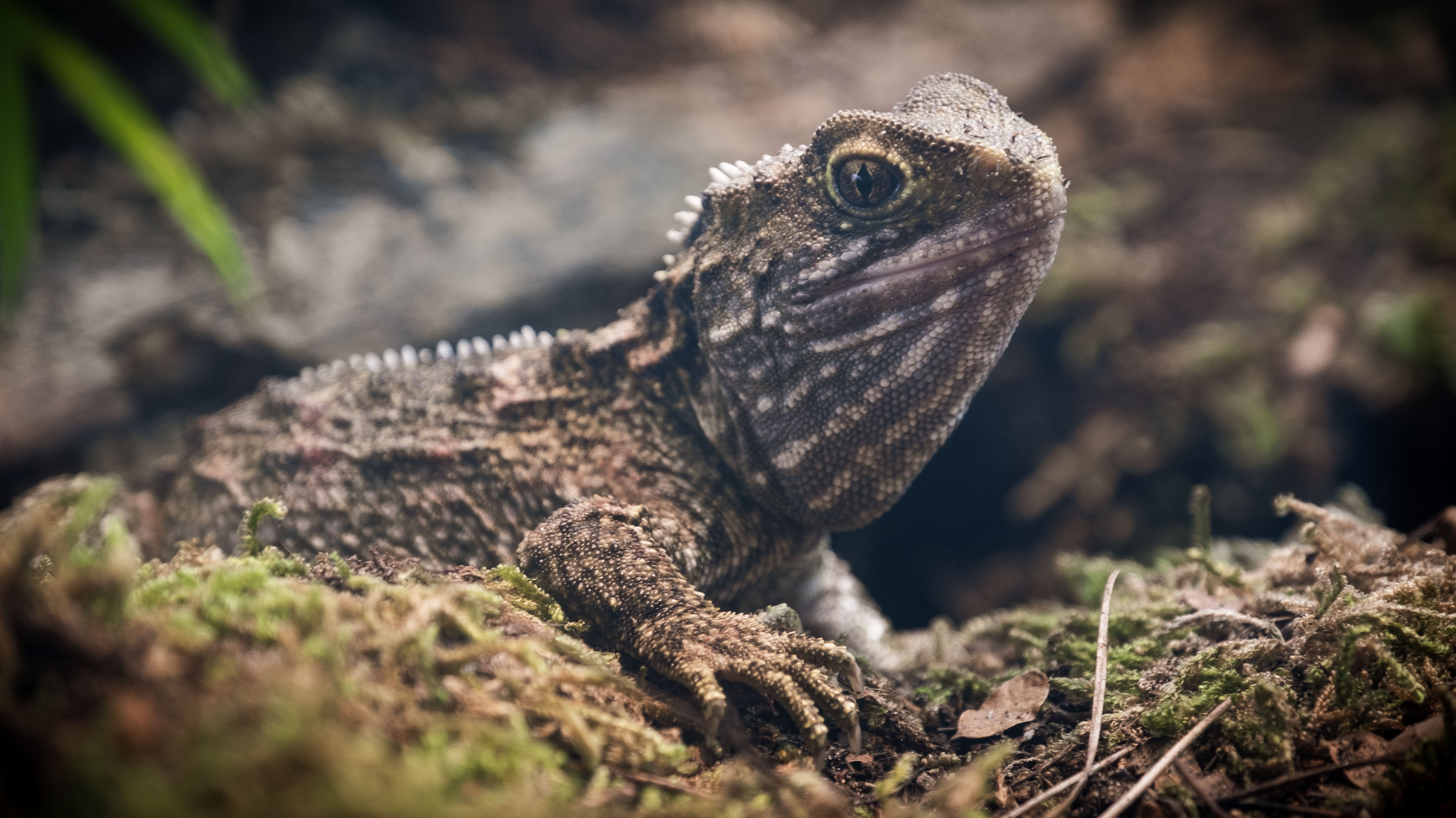 reptile, lizard, animals in the wild, claws, travel destinations, foliage, one animal, animal, scales, close-up, eye, orana wildlife park, looking, selective focus, HD Wallpaper