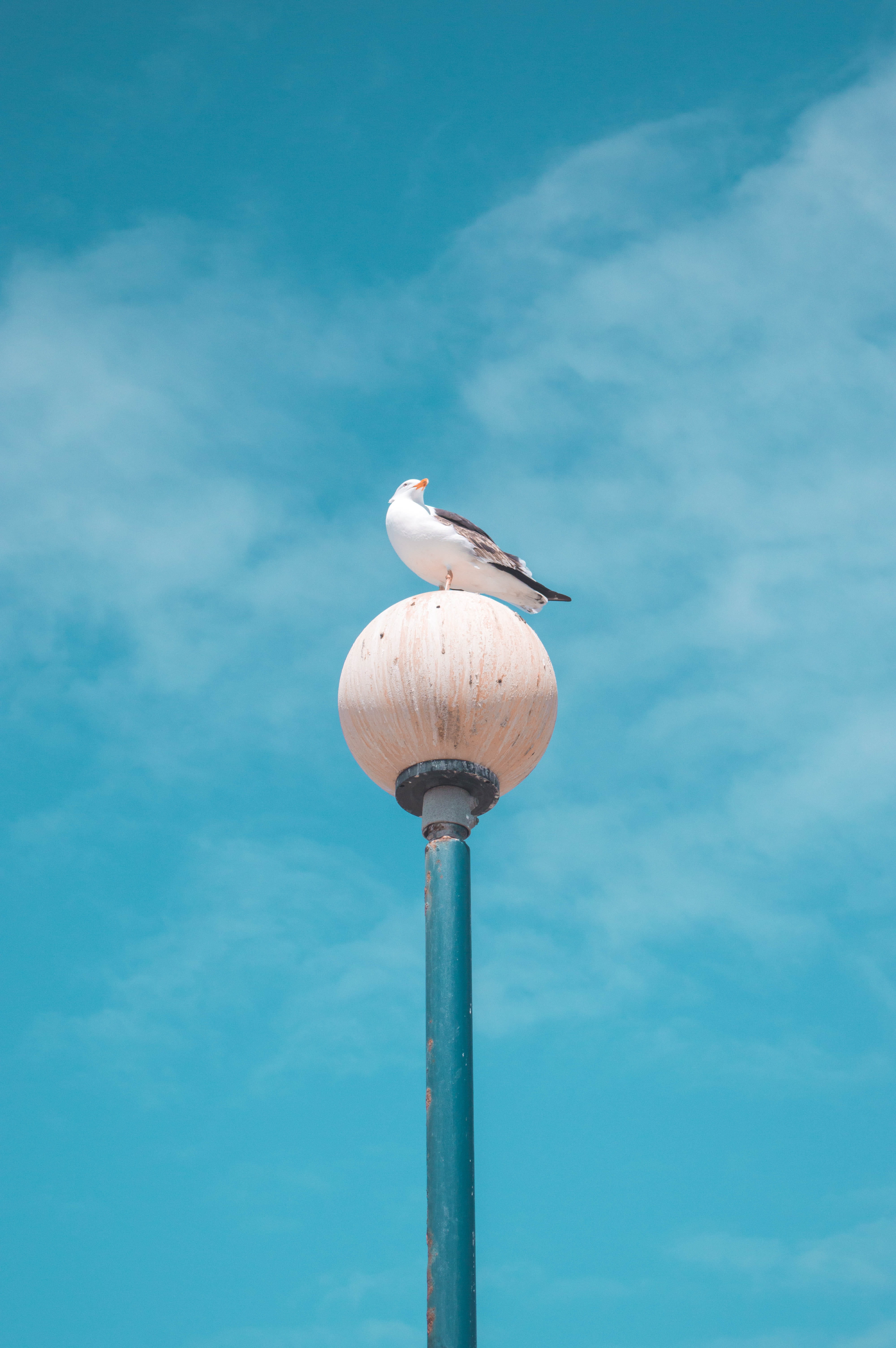 seagull, day, 5K, bird, outdoors, blue, vertebrate, beach, lighting equipment, new zealand, lamp, animal themes, turquoise colored, cloud - sky, animals in the wild, Phone HD Wallpaper