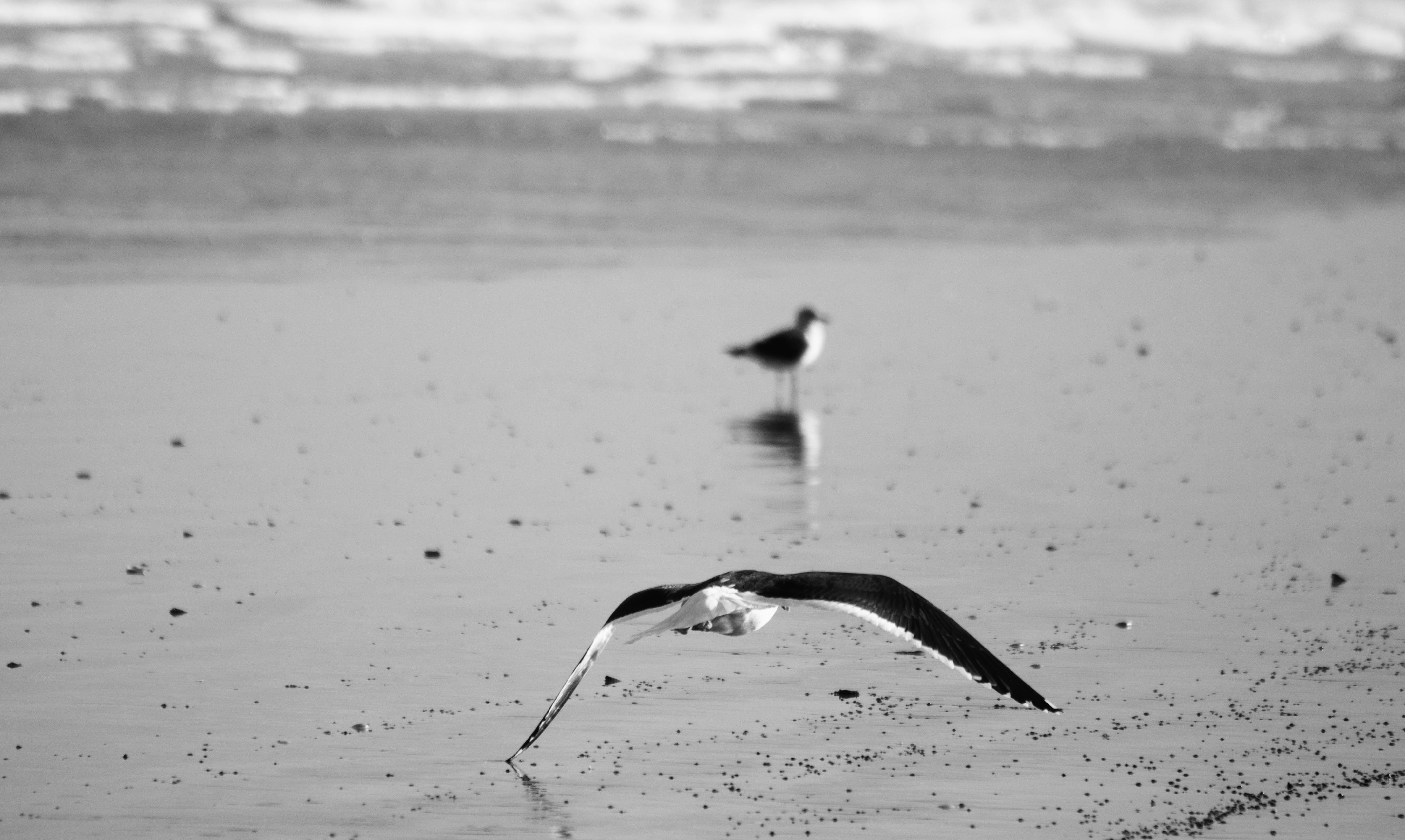 seagull, animal themes, outdoors, water, oreti beach, nature, day, waterfront, no people, black and white, animal, vertebrate, reflection, spread wings, HD Wallpaper