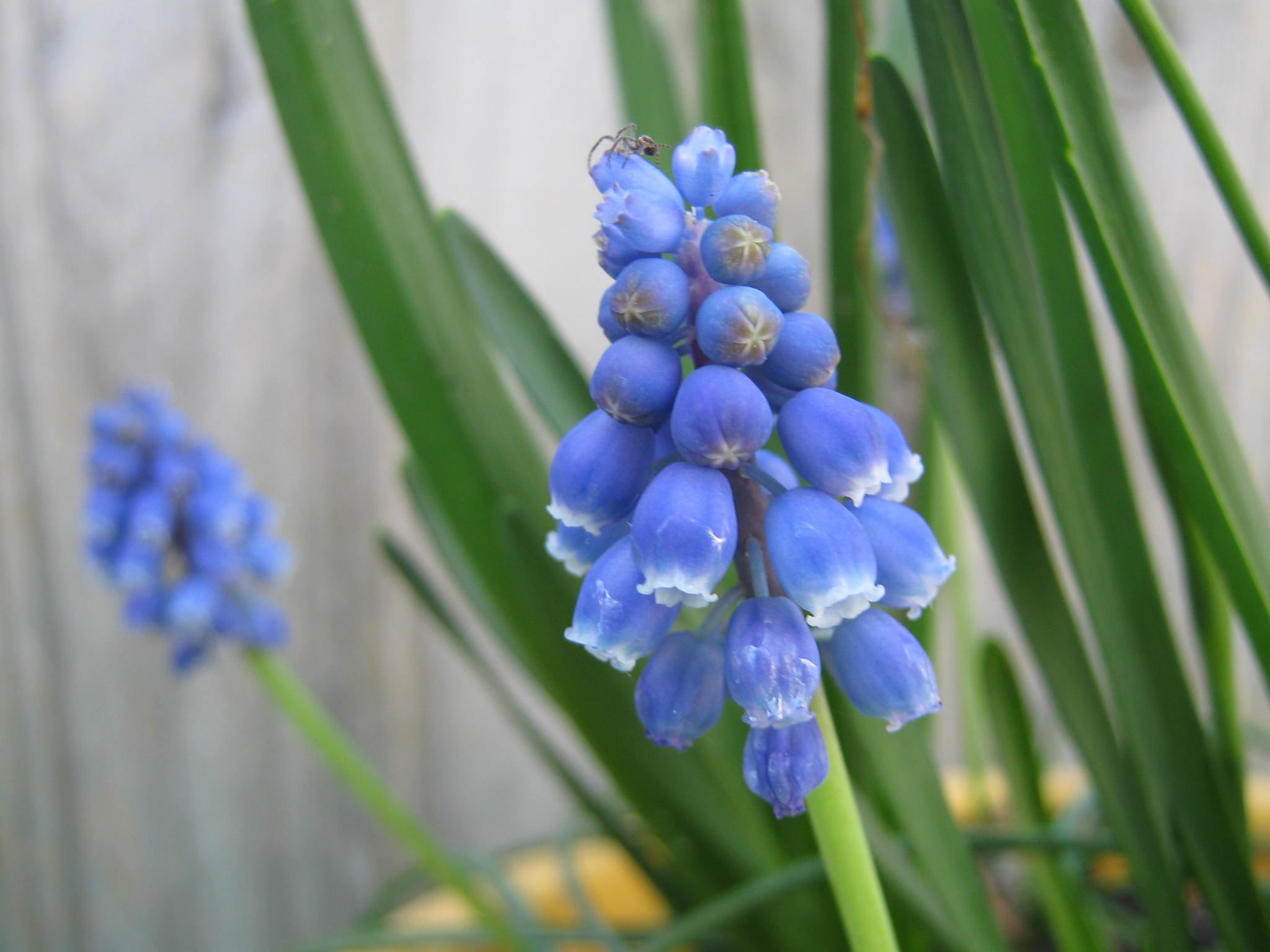 hyacinth, flower, 3d and abstract, spring, grape hyacinth, purple, spider, petal, 1080P, flowers, blue, HD Wallpaper