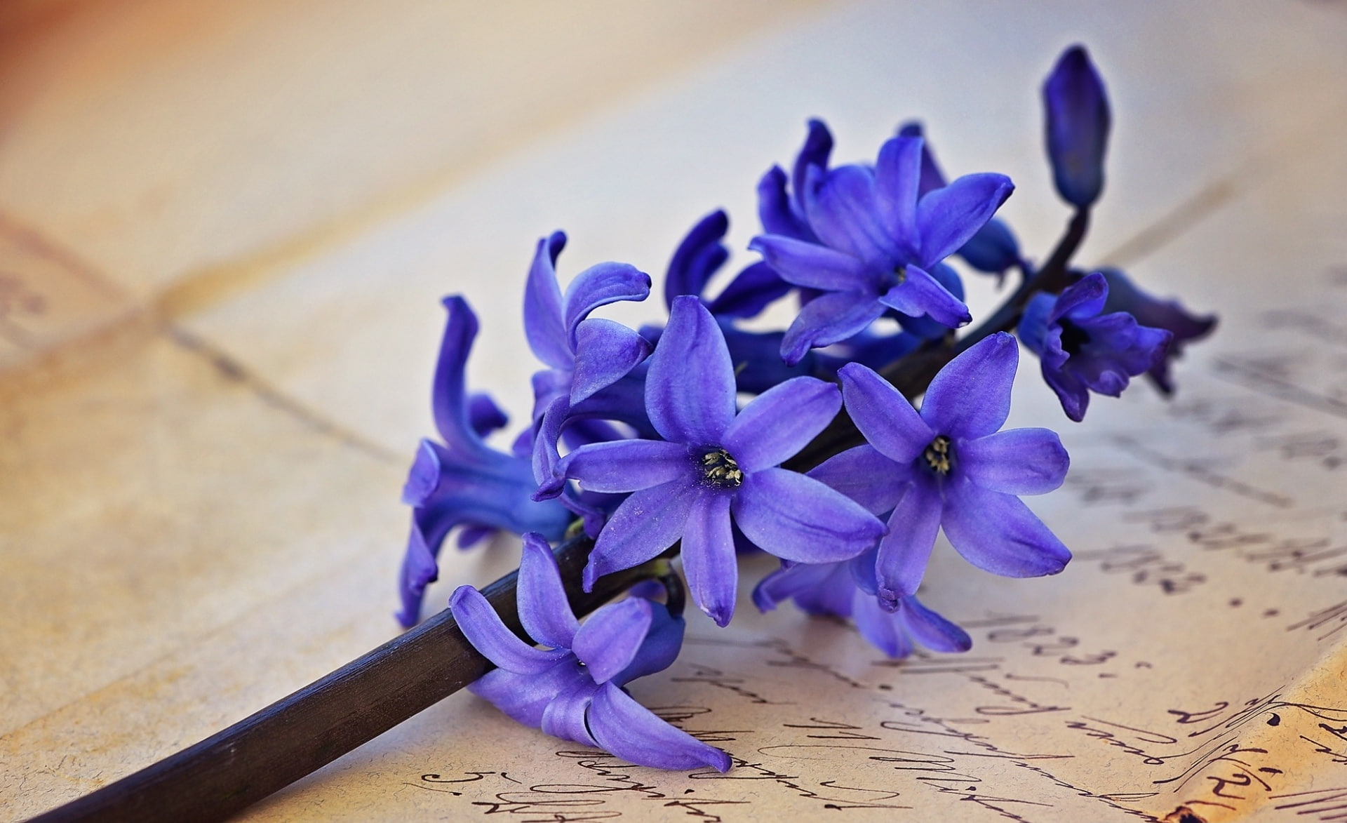 Blue, petal, Springtime, handwriting, freshness, Flowers, growth, Flower, vulnerability, Close, stilllife, plant, beauty in nature, love, purple, Vintage, HD Wallpaper