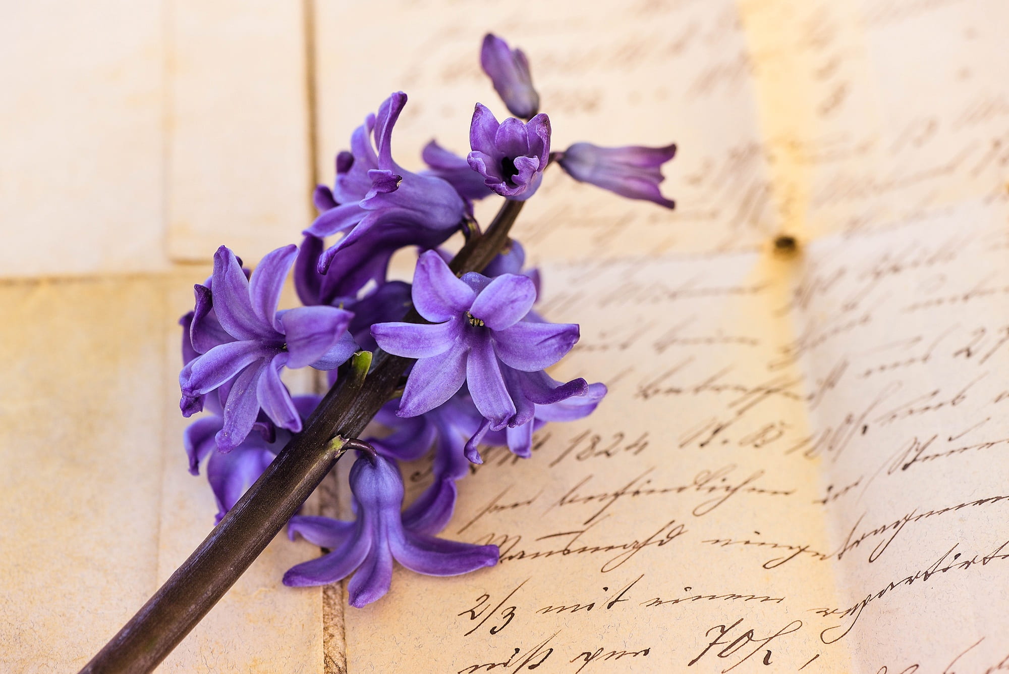 inflorescence, 1080P, close, text, flower head, antique, old, freshness, flower arrangement, fragrant, romantic, hyacinth, communication, font, beauty in nature, HD Wallpaper