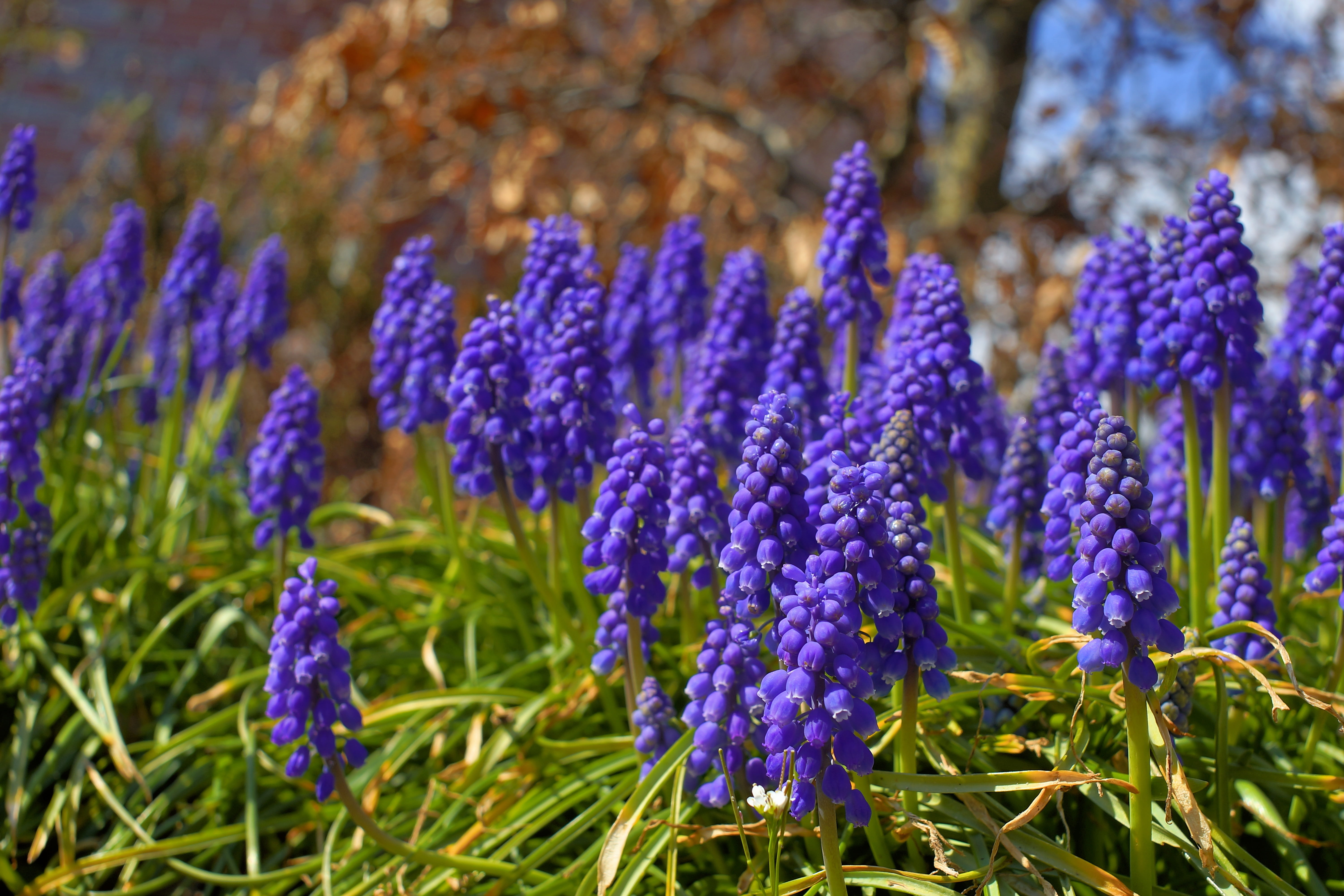 freshness, hyacinth, flower, plant, green, botany, inflorescence, beauty in nature, purple, no people, day, land, focus on foreground, spring, close-up, HD Wallpaper