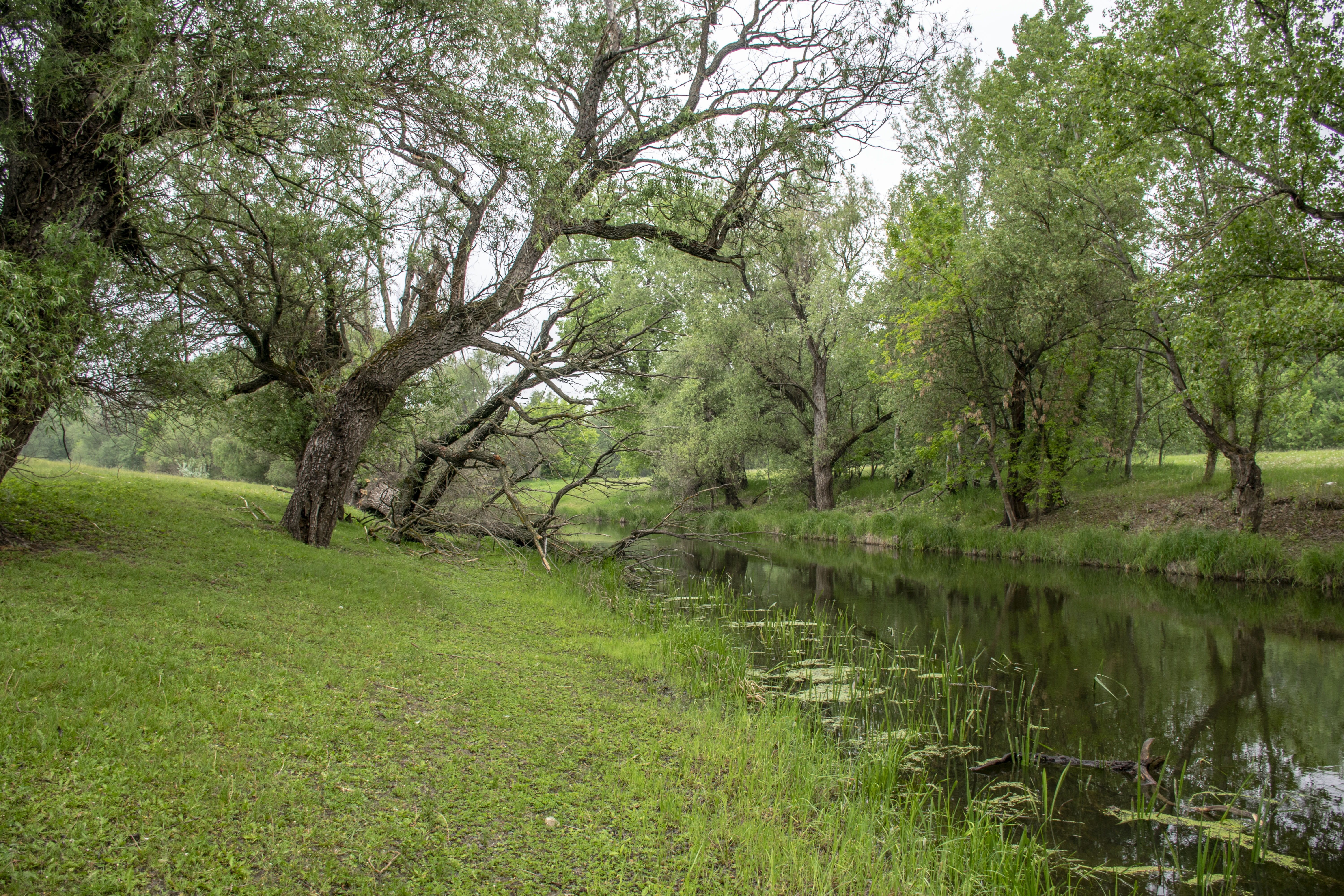 outdoors, no people, spring, green, tranquil scene, swamp, growth, landscape, szolnok, non-urban scene, day, grass, forest, nature, tree, plant, scenics - nature, HD Wallpaper